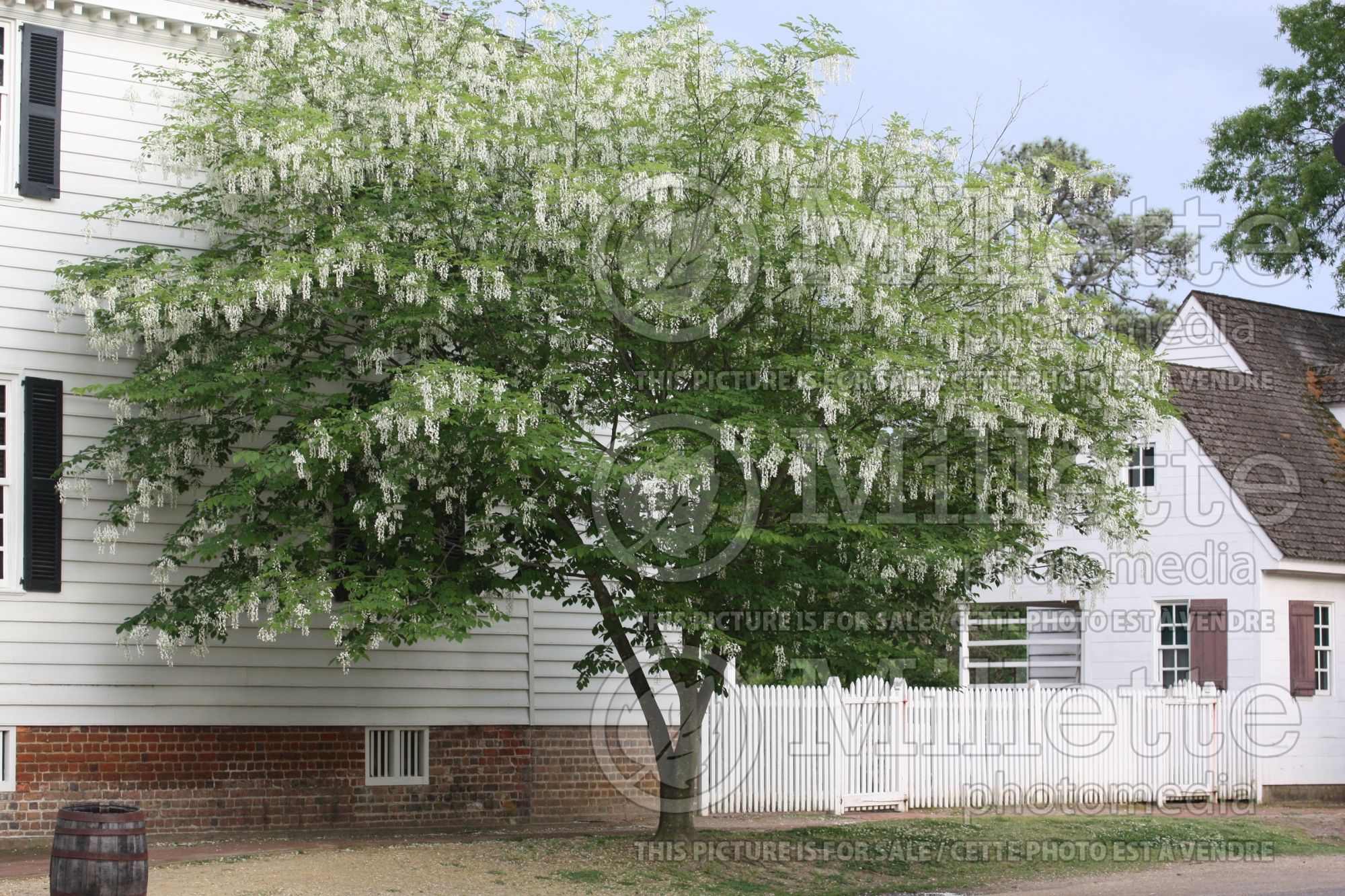 Cladrastis kentukea aka lutea (yellowwood) 14