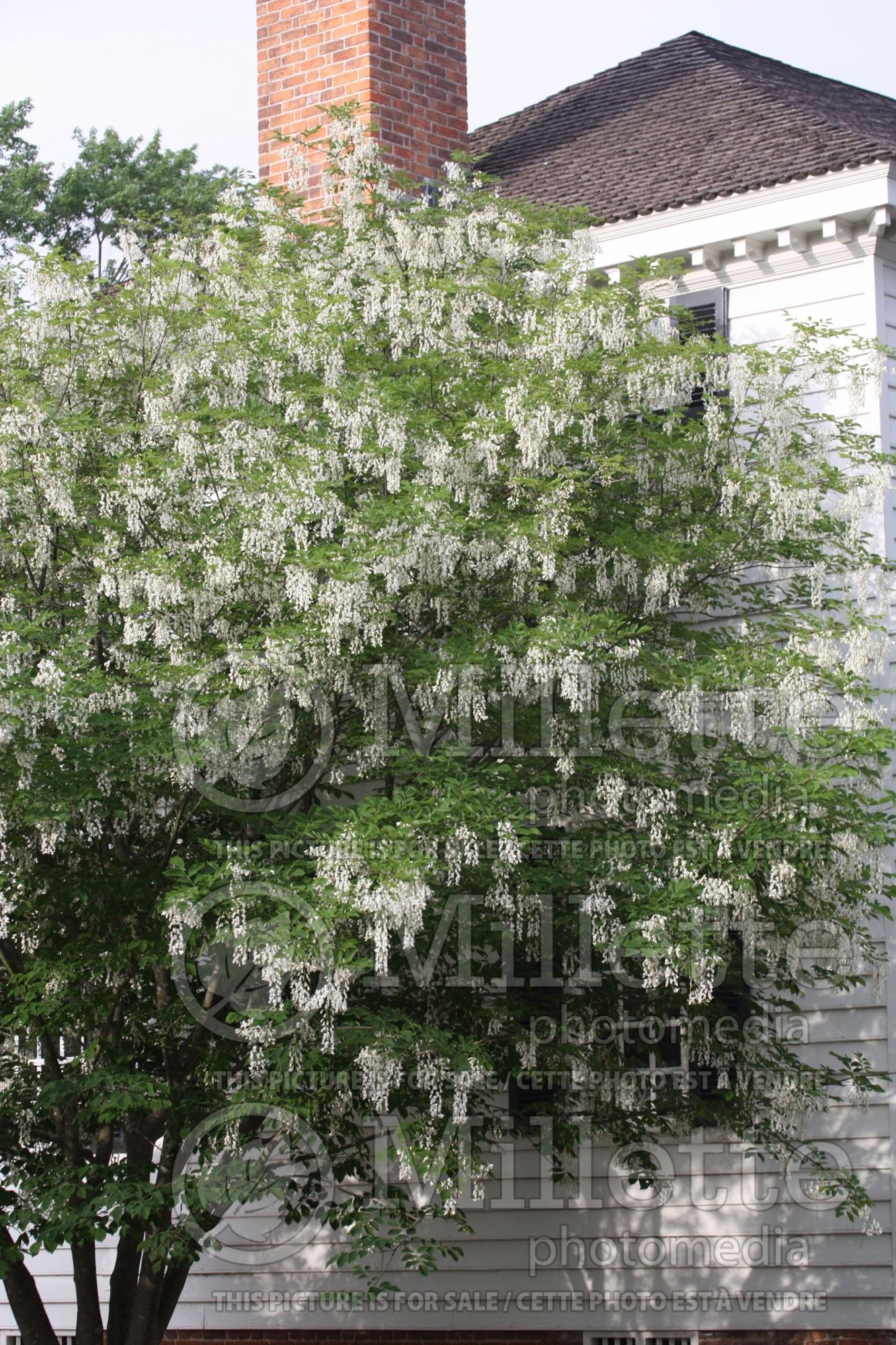 Cladrastis kentukea aka lutea (yellowwood) 15