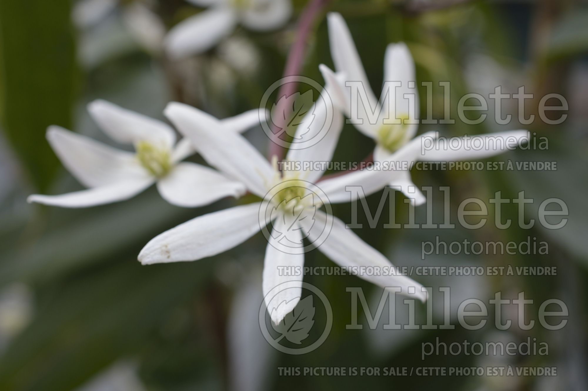 Clematis Snowdrift (Clematis) 2