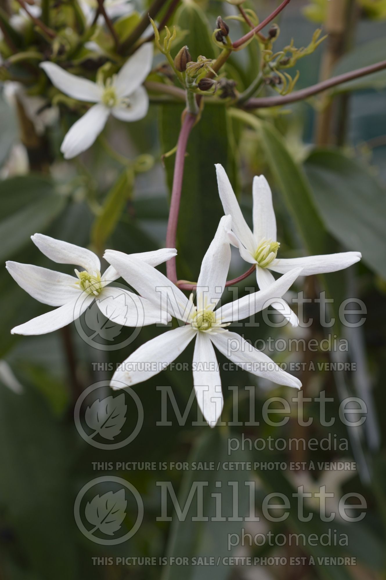 Clematis Snowdrift (Clematis) 3