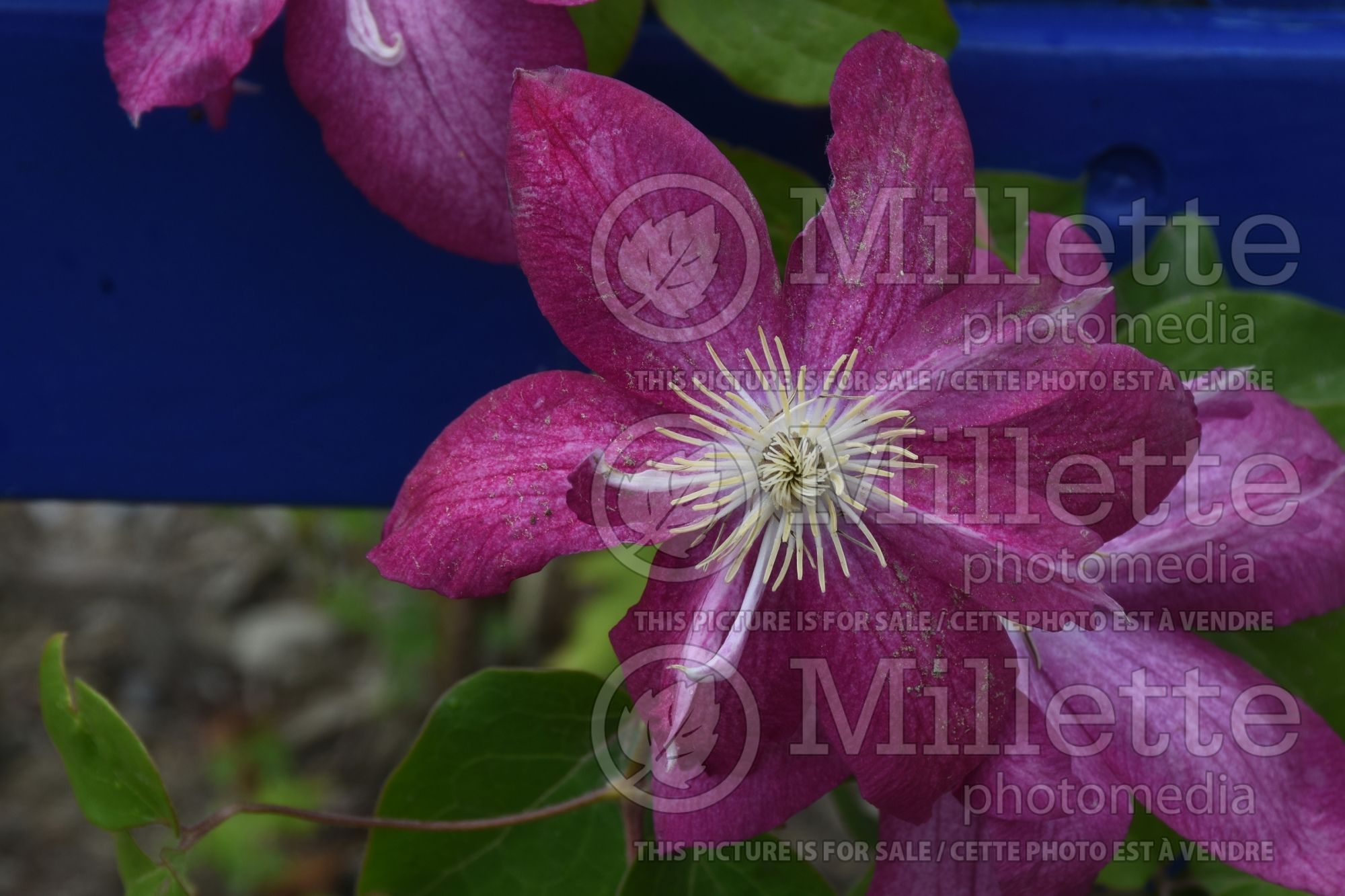 Clematis Asao (Clematis) 3