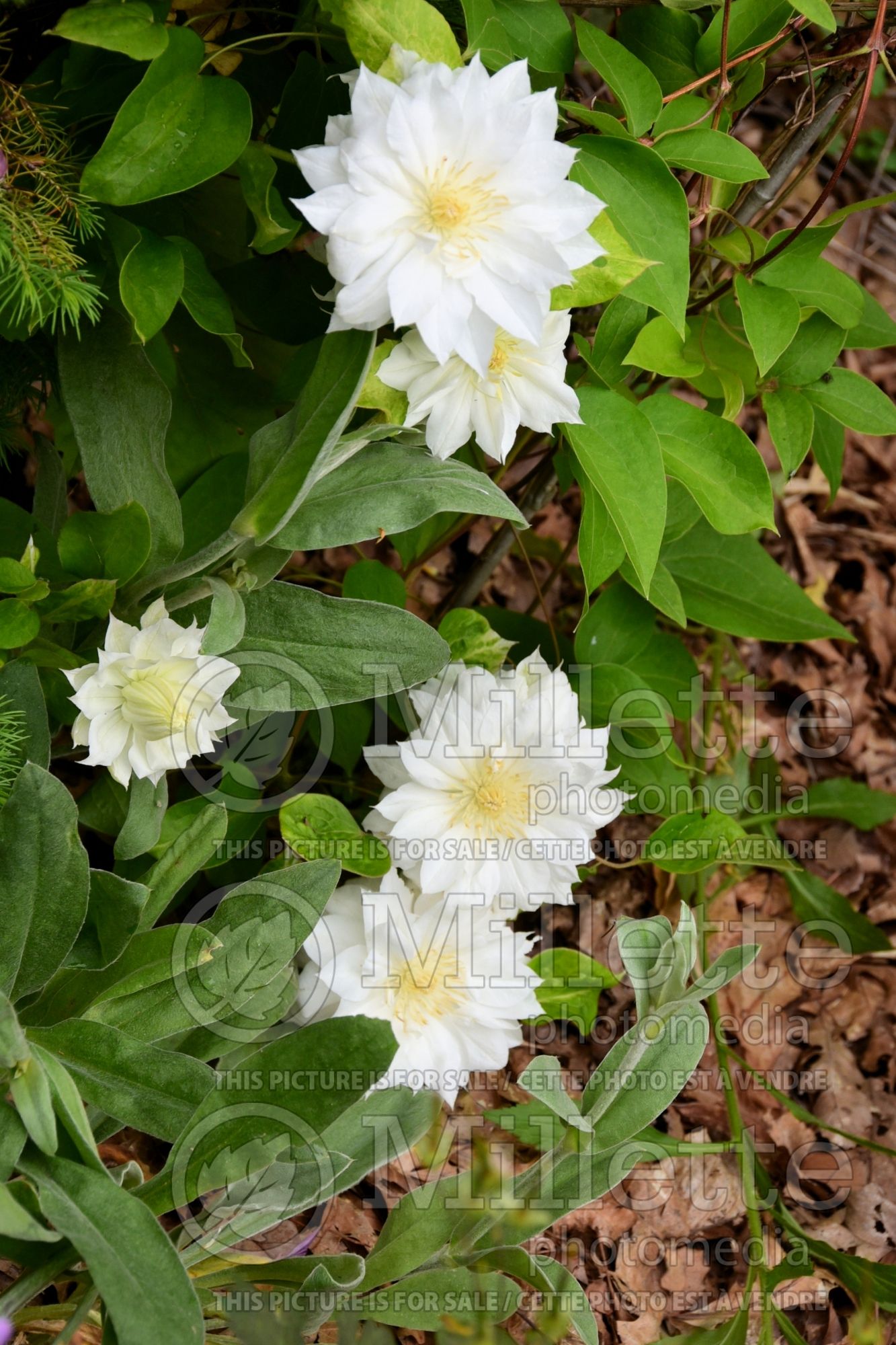 Clematis Duchess of Edinburgh (Clematis) 5