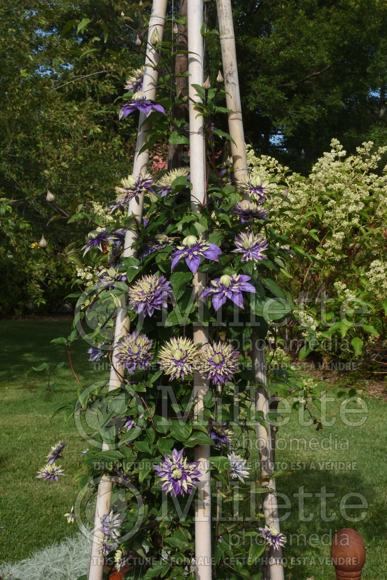 Clematis Taiga (Clematis) 2