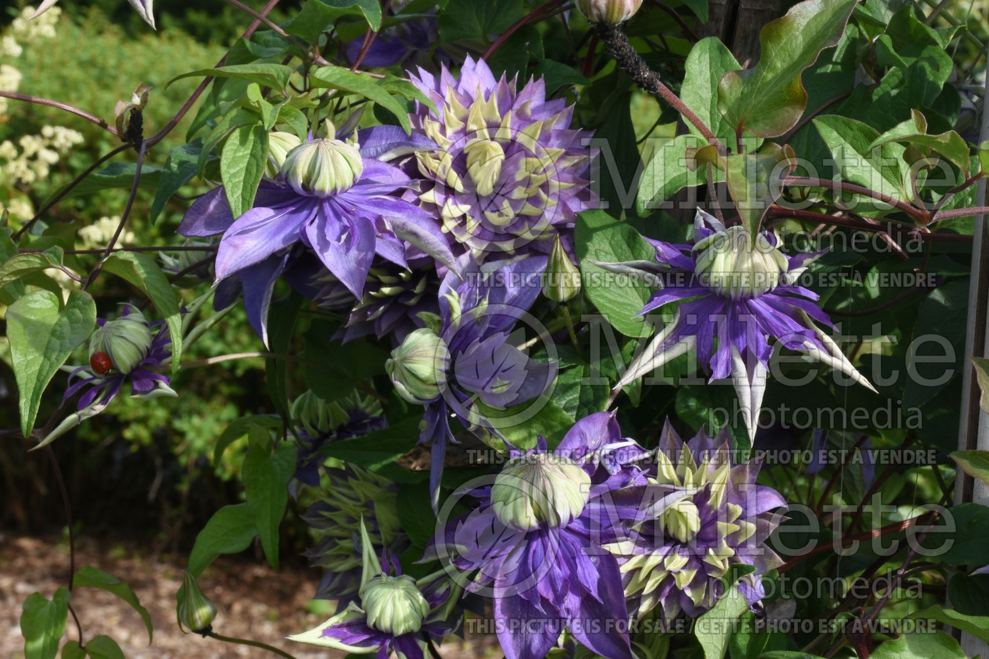 Clematis Taiga (Clematis) 4