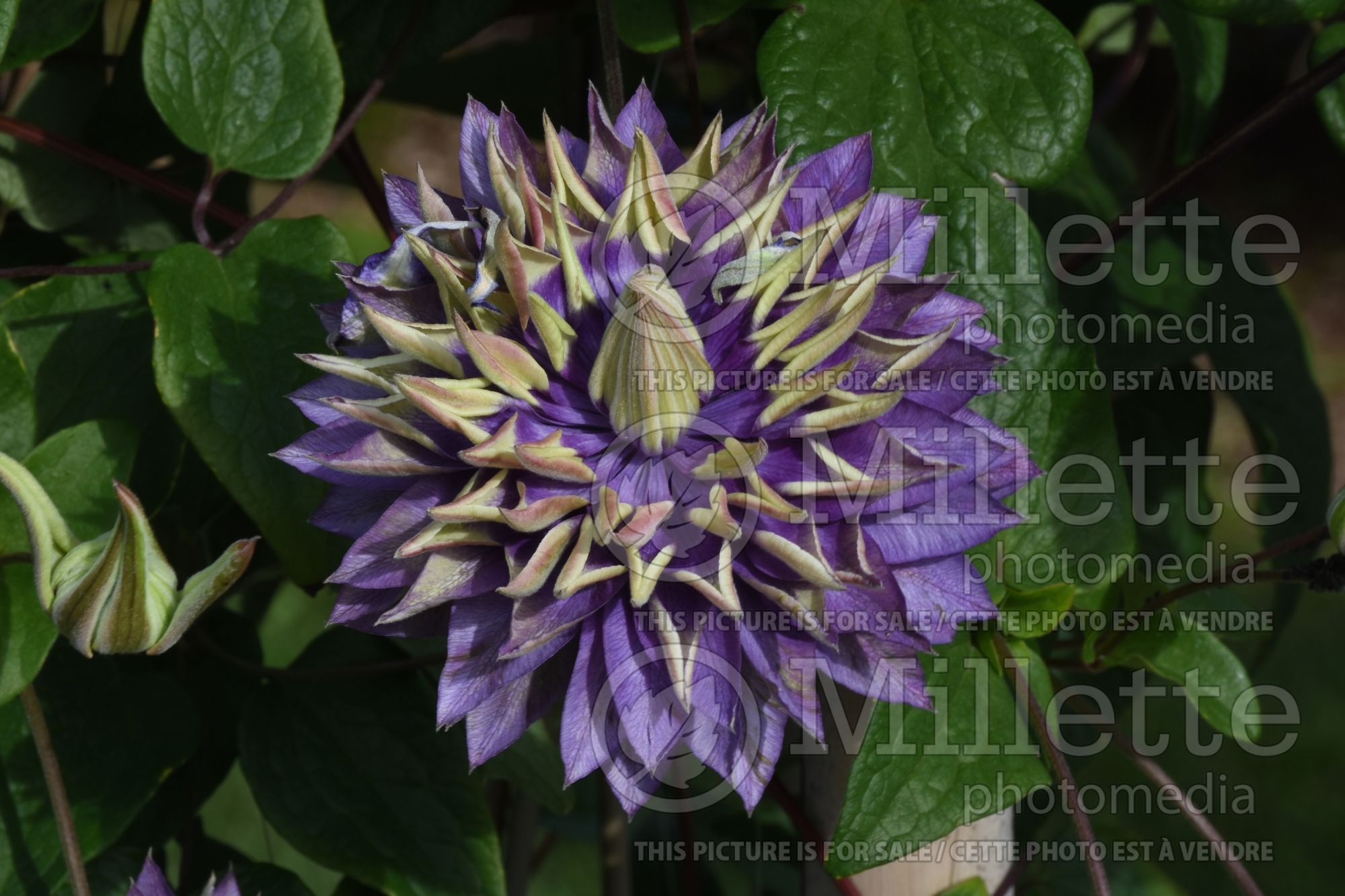 Clematis Taiga (Clematis) 3