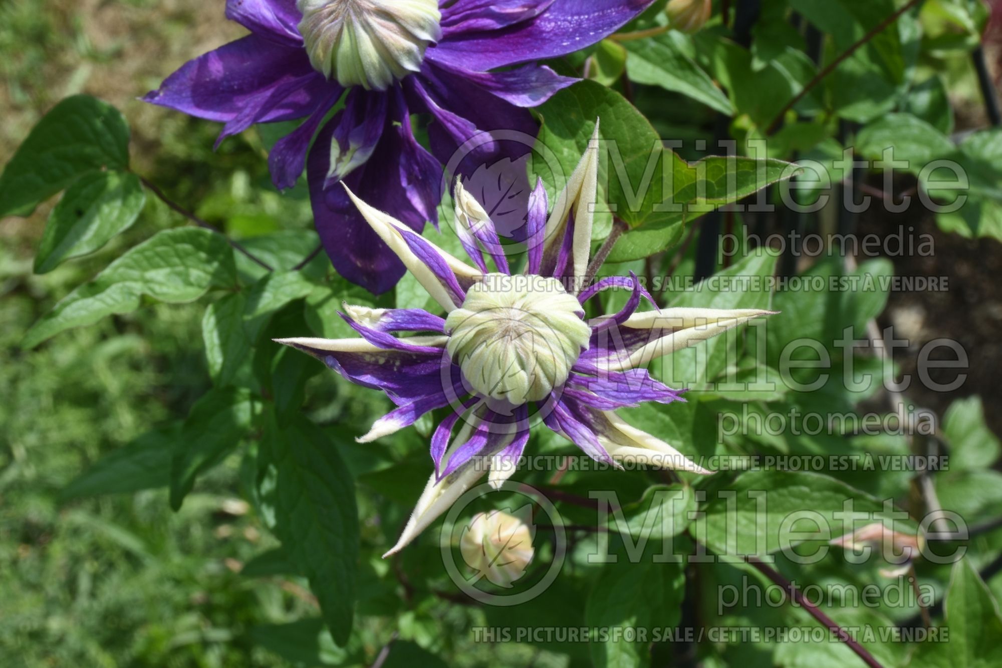 Clematis Taiga (Clematis) 5