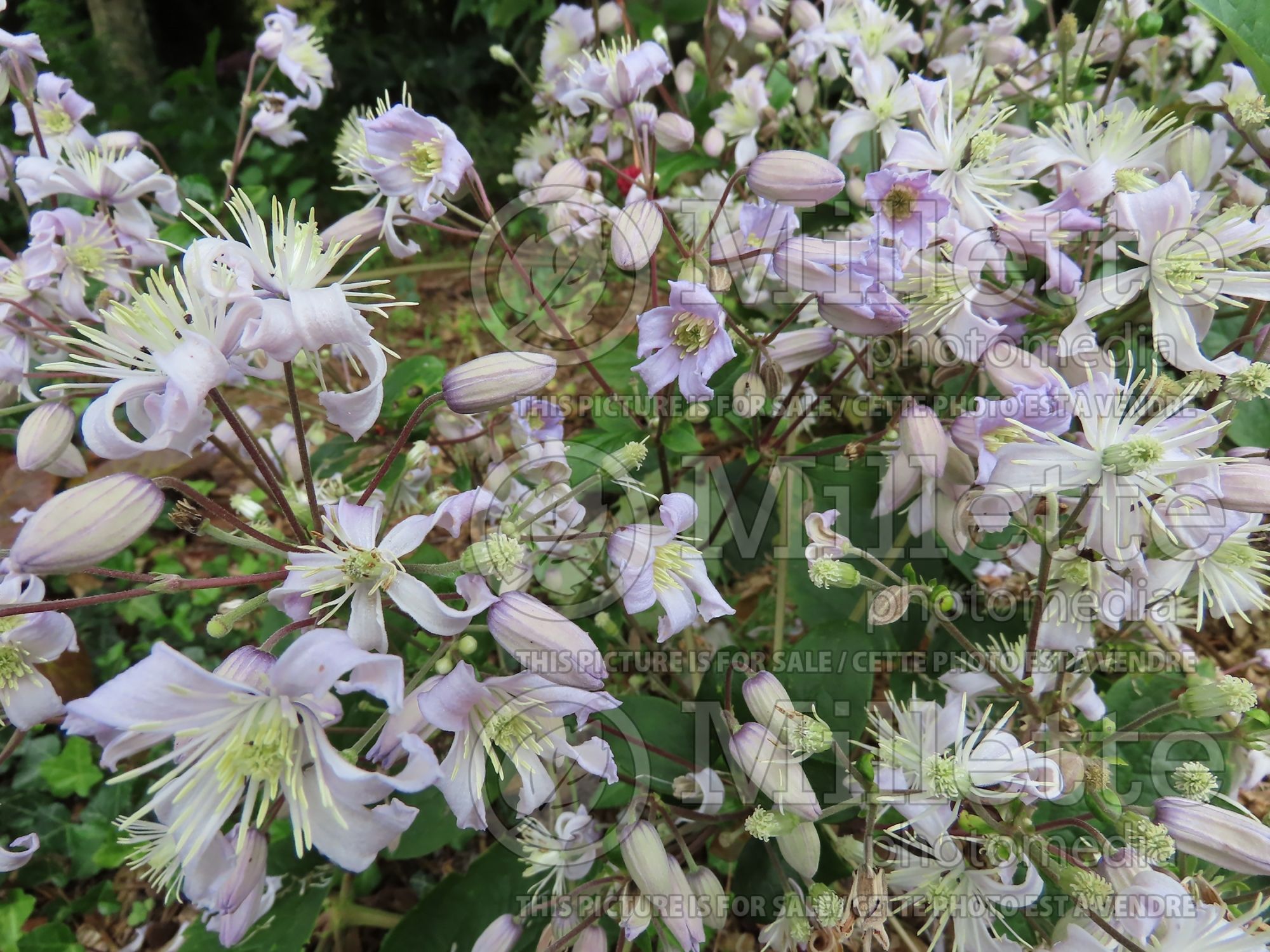Clematis Pink Dwarf (Clematis) 1