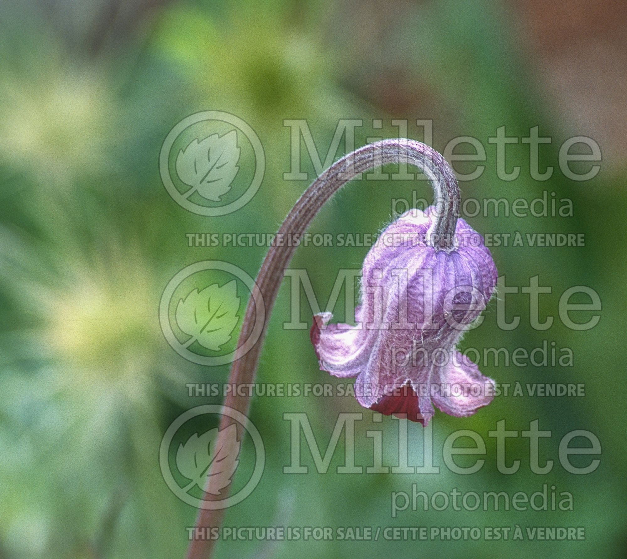 Clematis hirsutissima (Clematis) 1