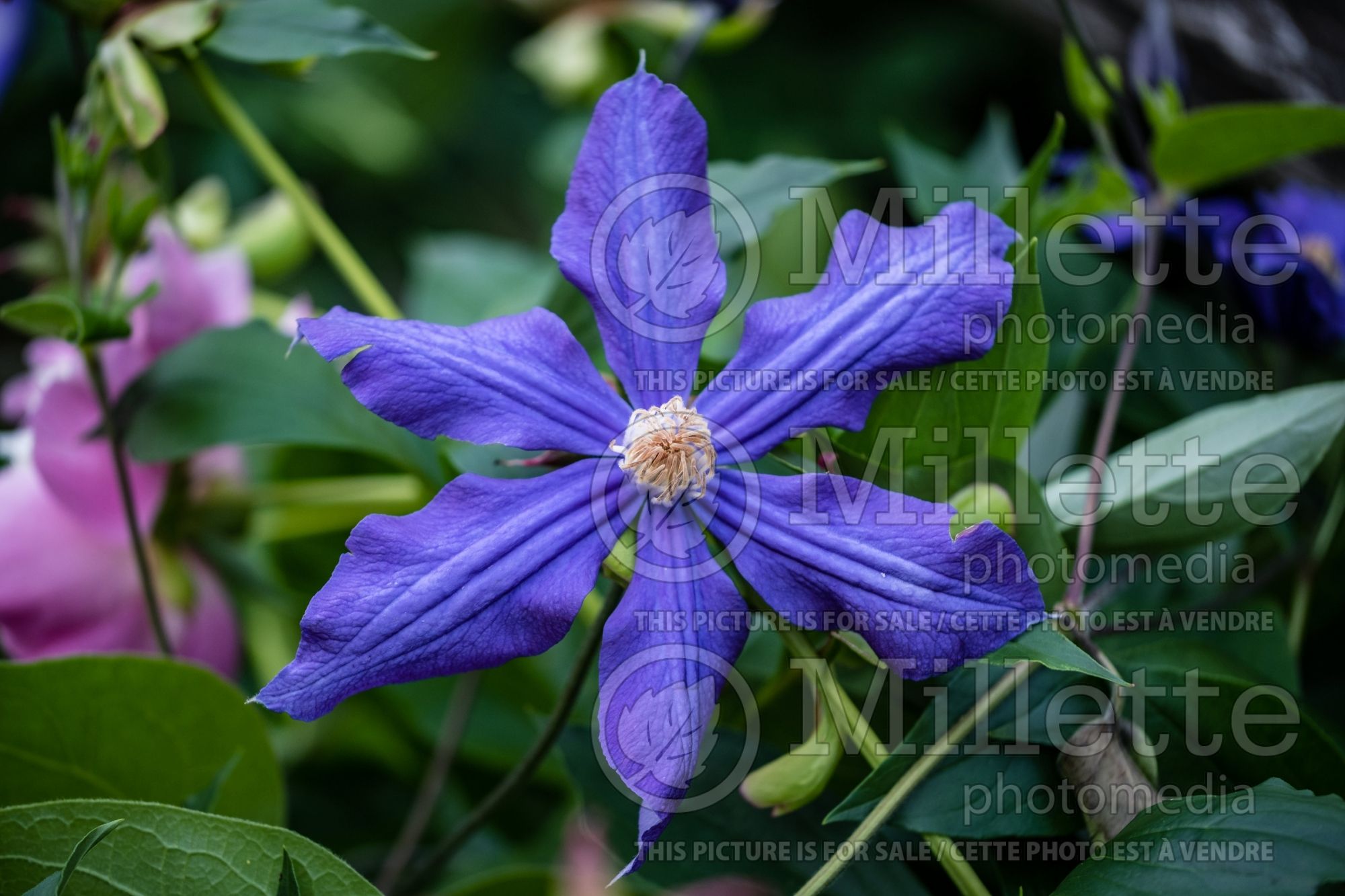 Clematis Durandii (Clematis) 5