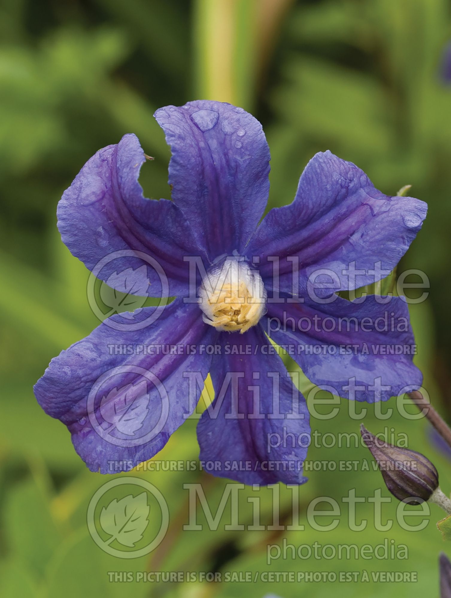 Clematis Durandii (Clematis) 3