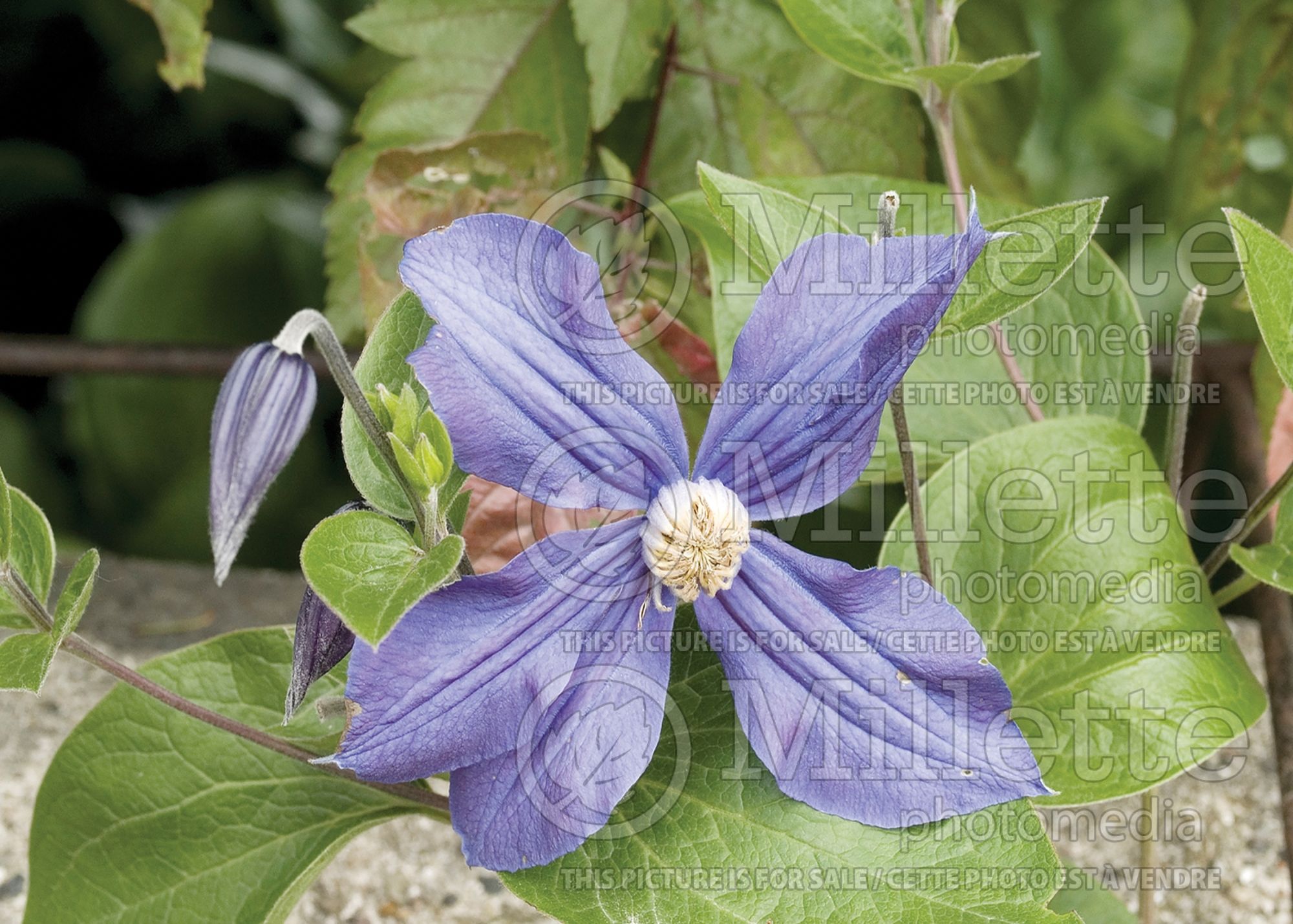 Clematis Durandii (Clematis) 4