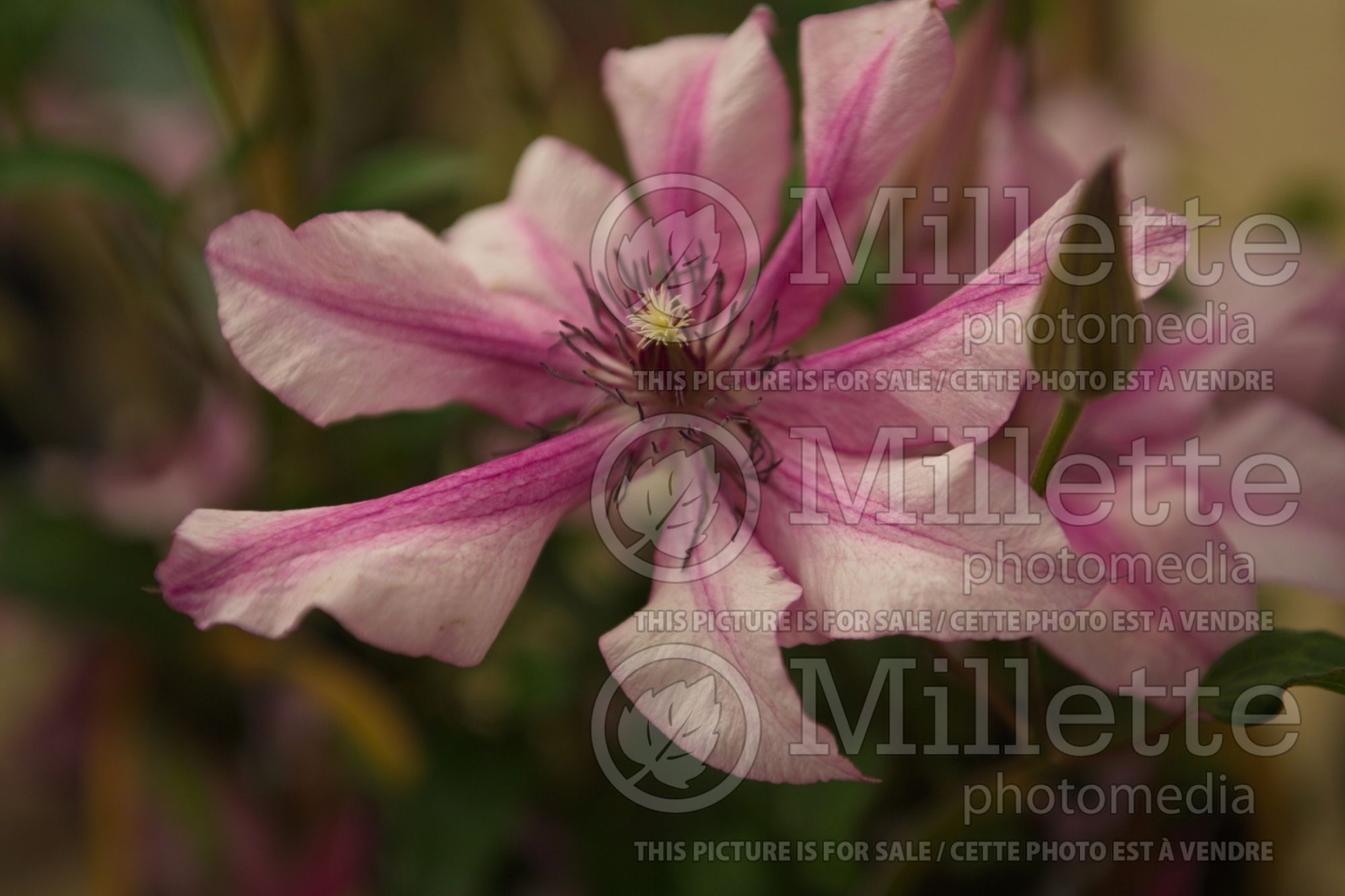 Clematis Isabella (Clematis) 1