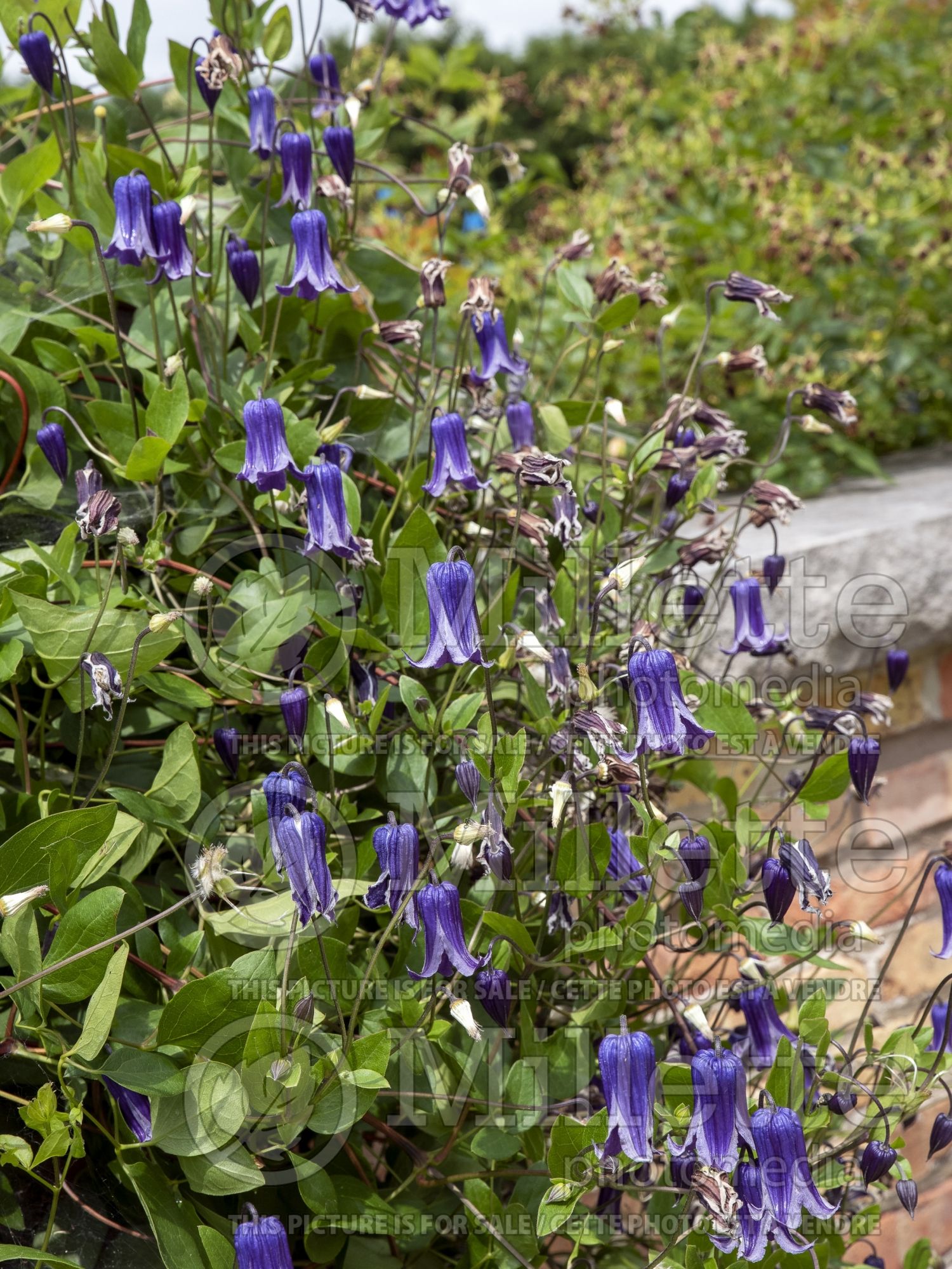 Clematis Roogucini aka Rouguchi aka Roguchi (Clematis) 1