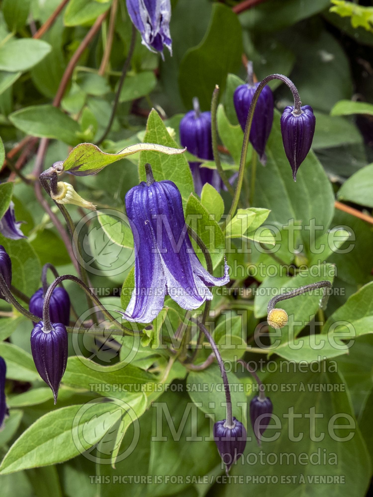 Clematis Roogucini aka Rouguchi aka Roguchi (Clematis) 3