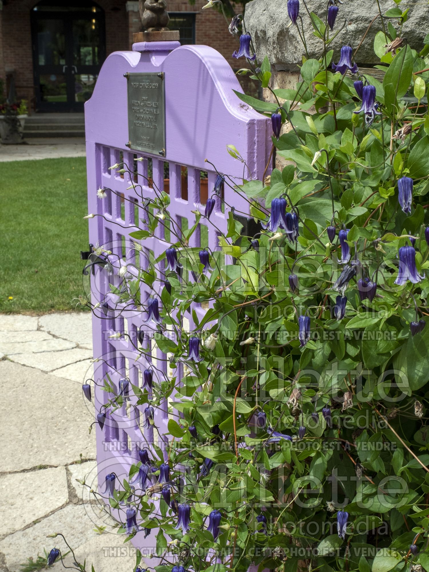 Clematis Roogucini aka Rouguchi aka Roguchi (Clematis) 4