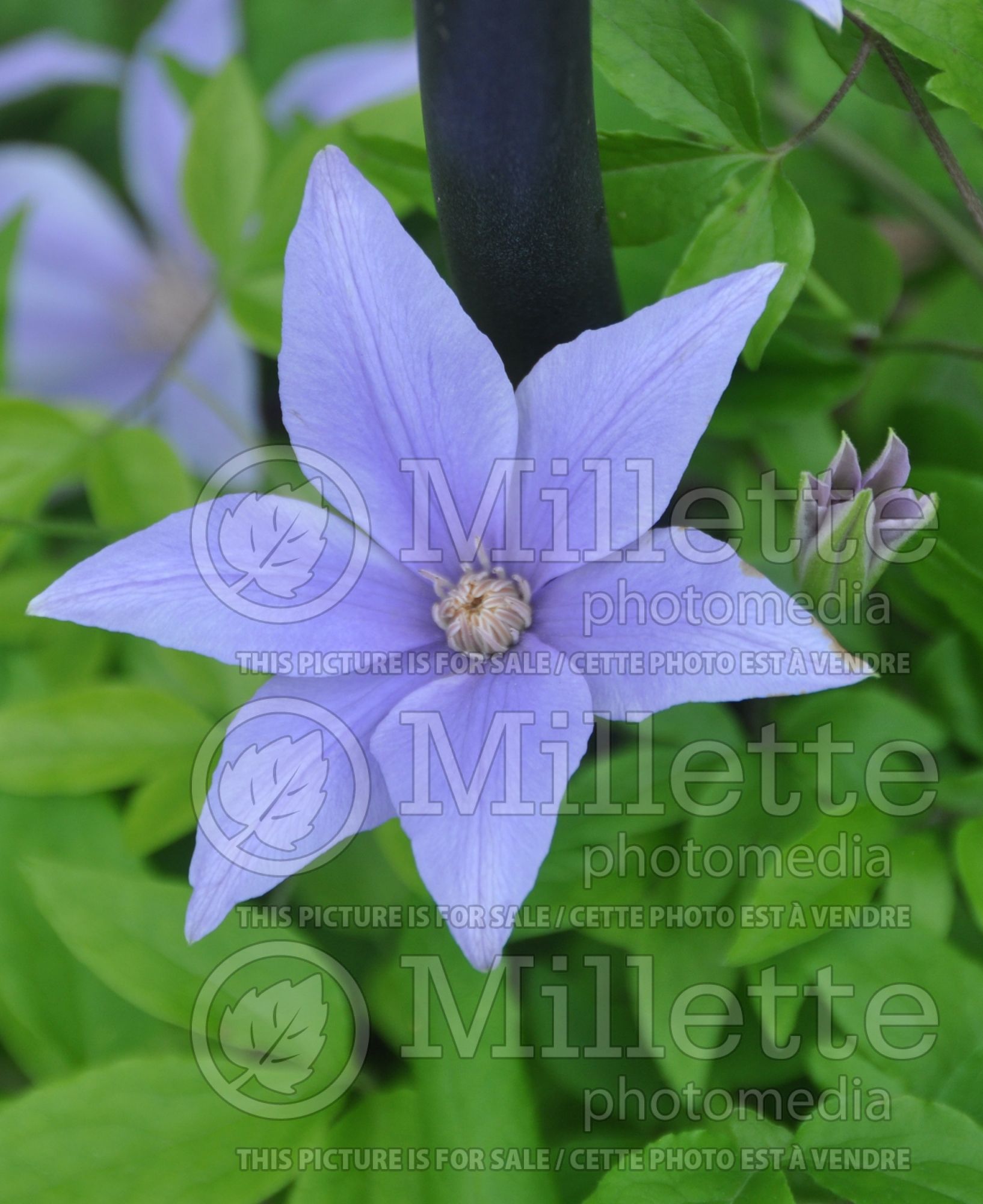 Clematis Scented Clem aka Sugar-Sweet Blue (Clematis) 3