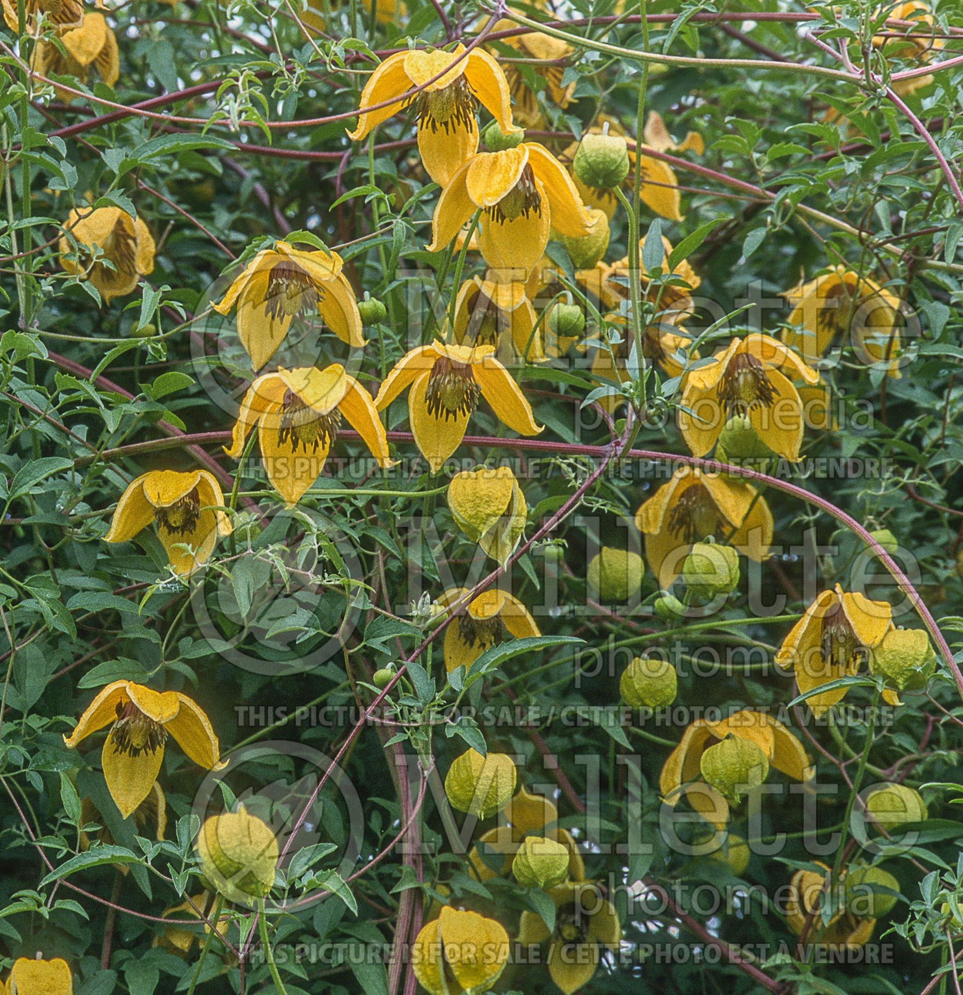 Clematis Bill MacKenzie (Clematis) 3