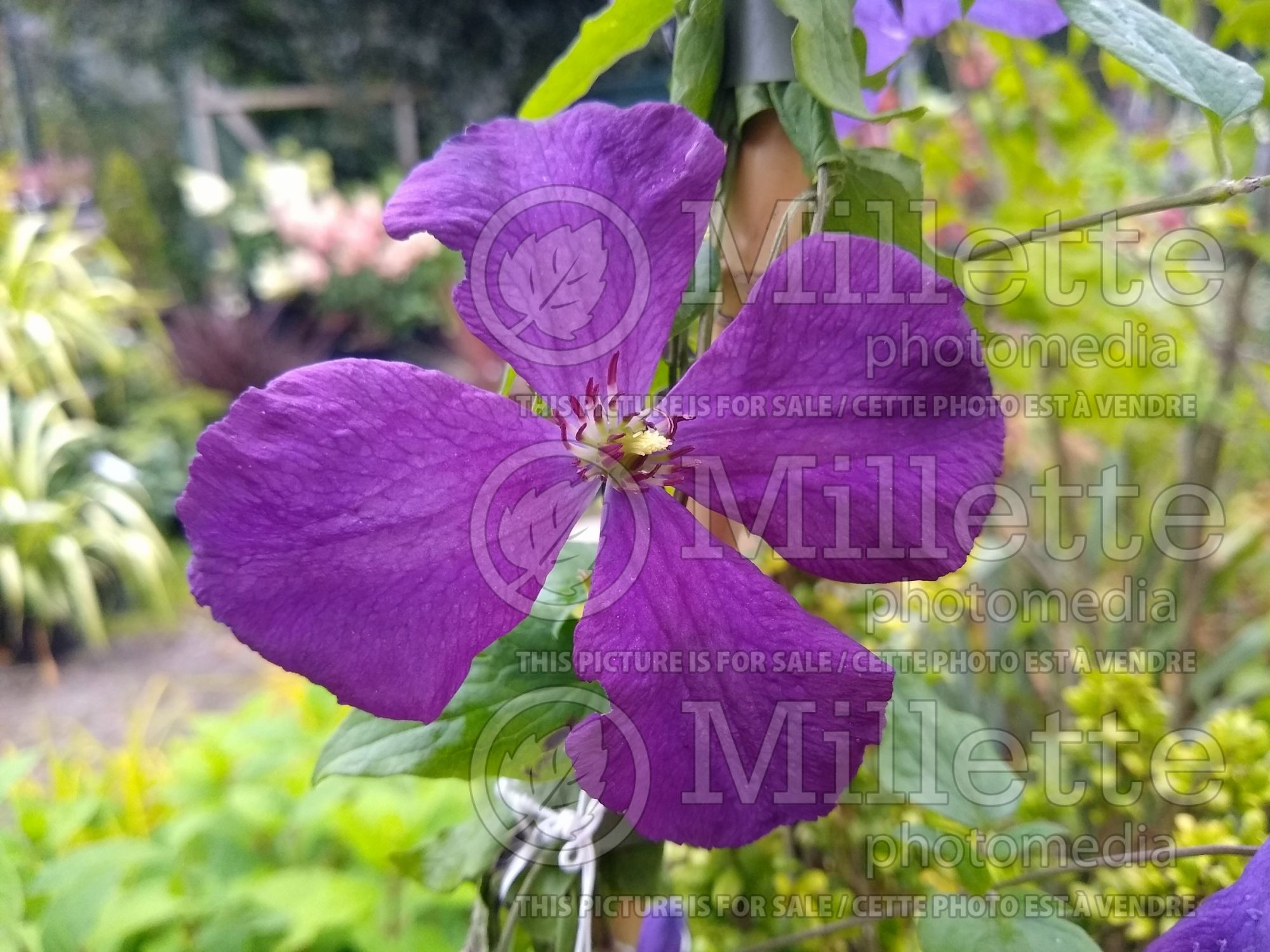 Clematis Étoile Violette (Clematis) 3
