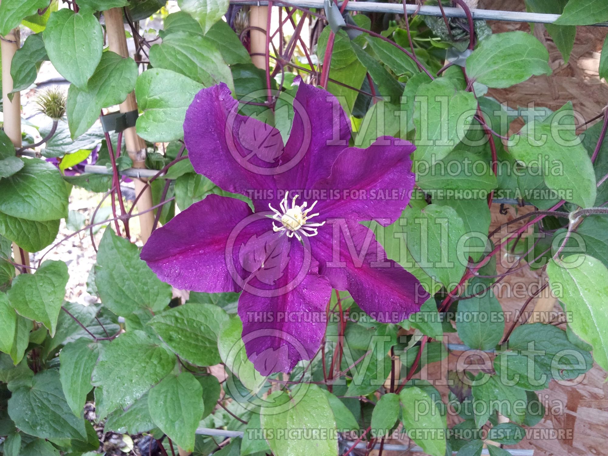 Clematis Voluceau (Clematis) 2