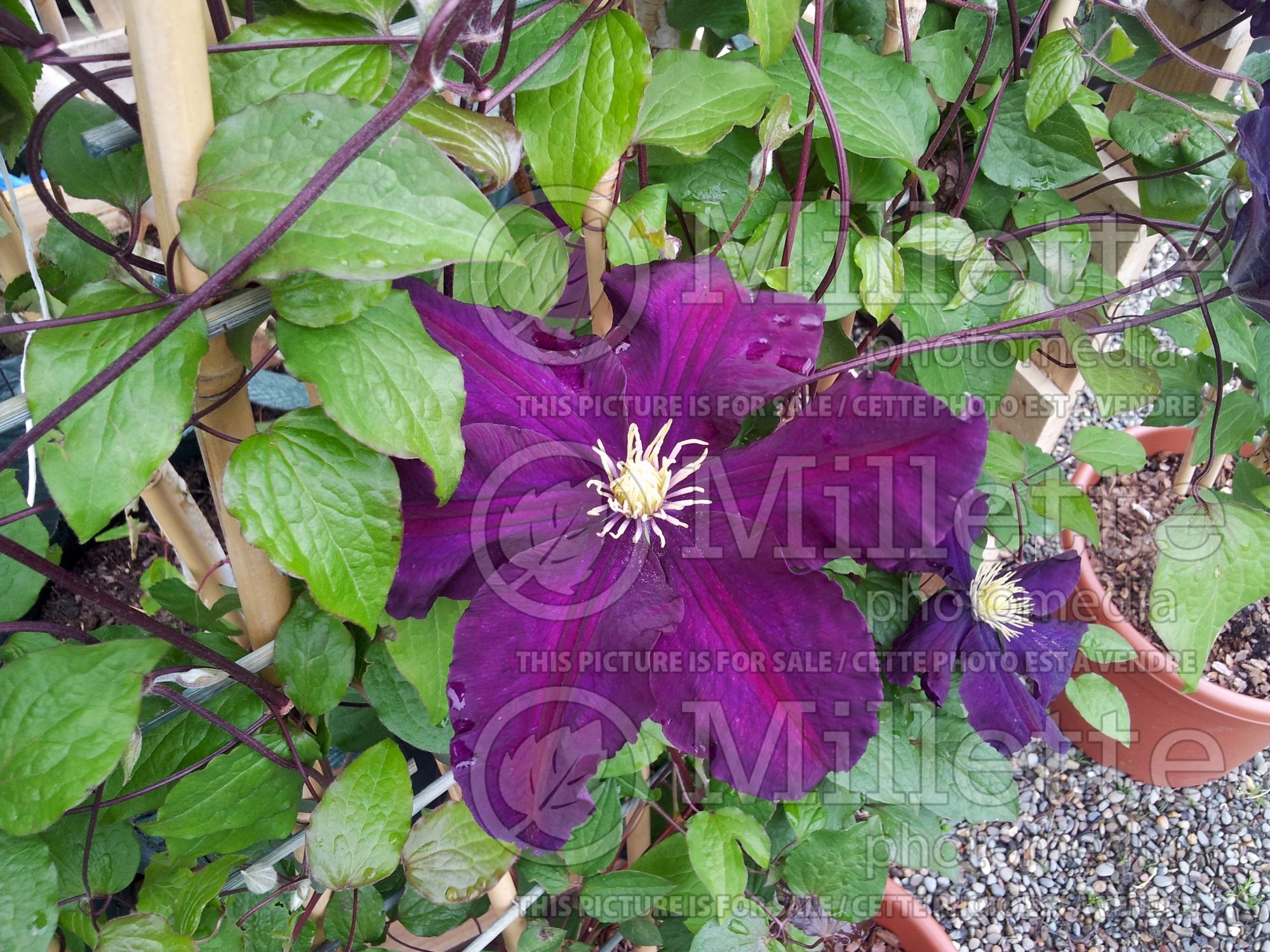 Clematis Voluceau (Clematis) 3