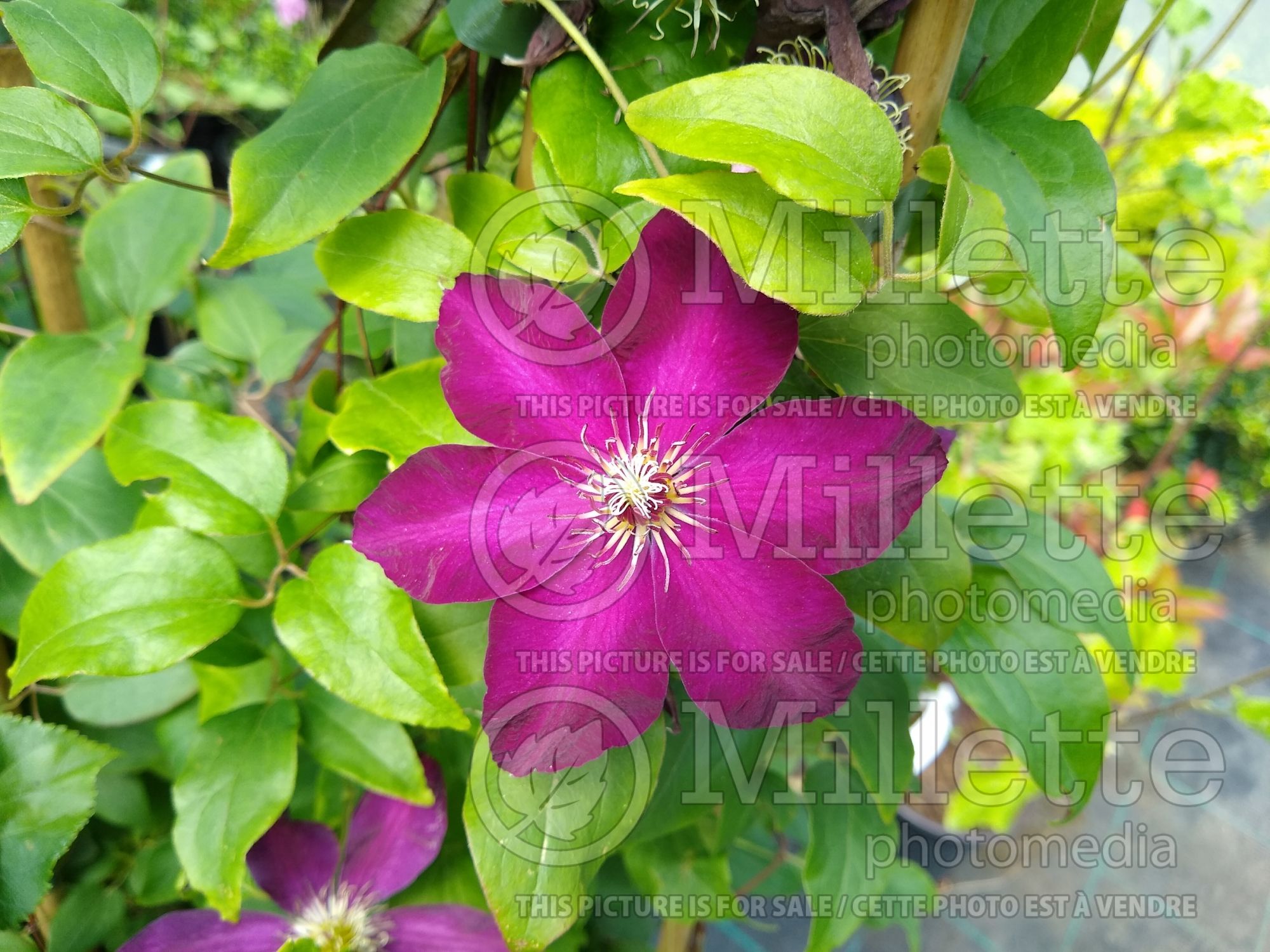Clematis Westerplatte (Clematis) 6