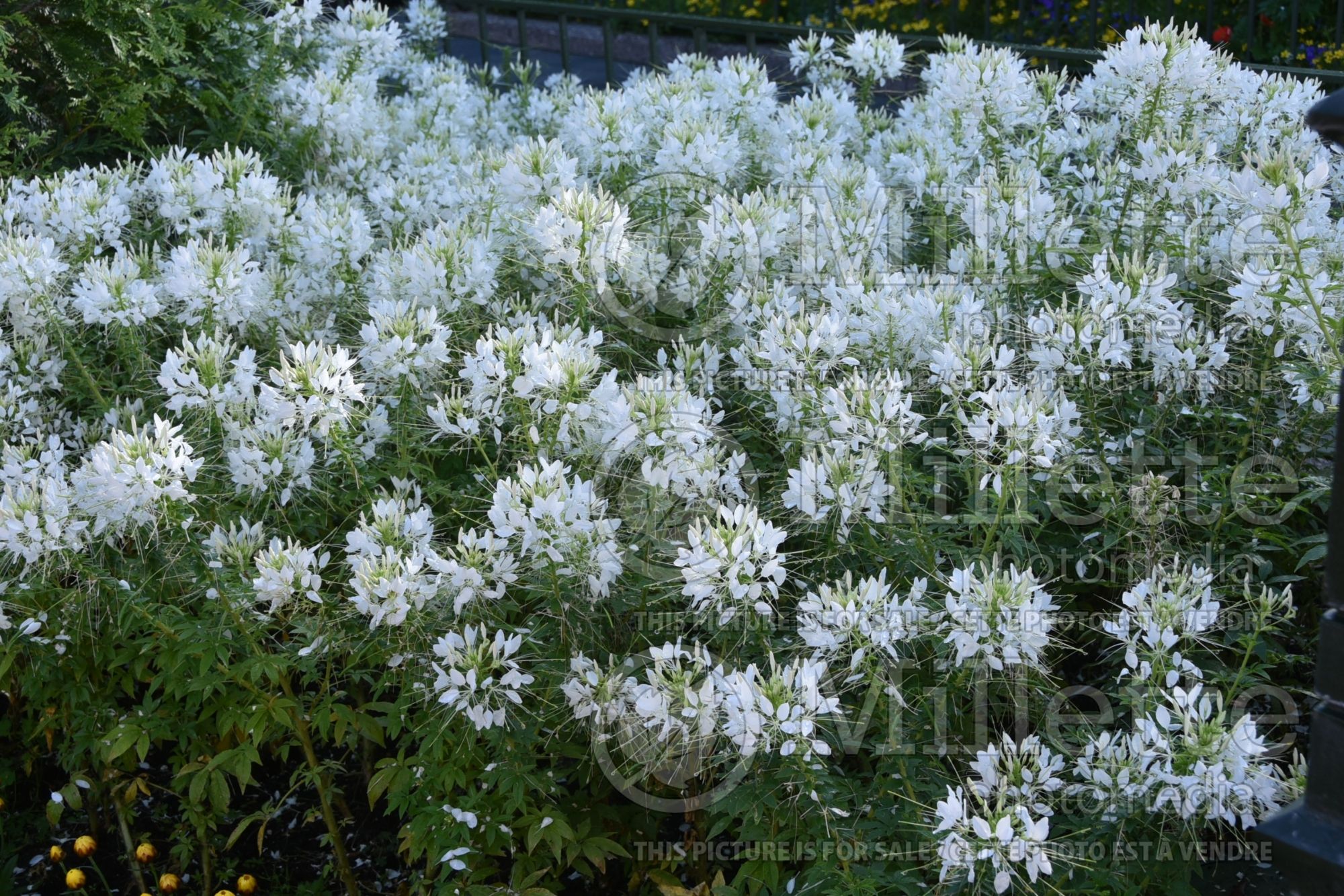 Cleome White Queen (Spider Flower) 1