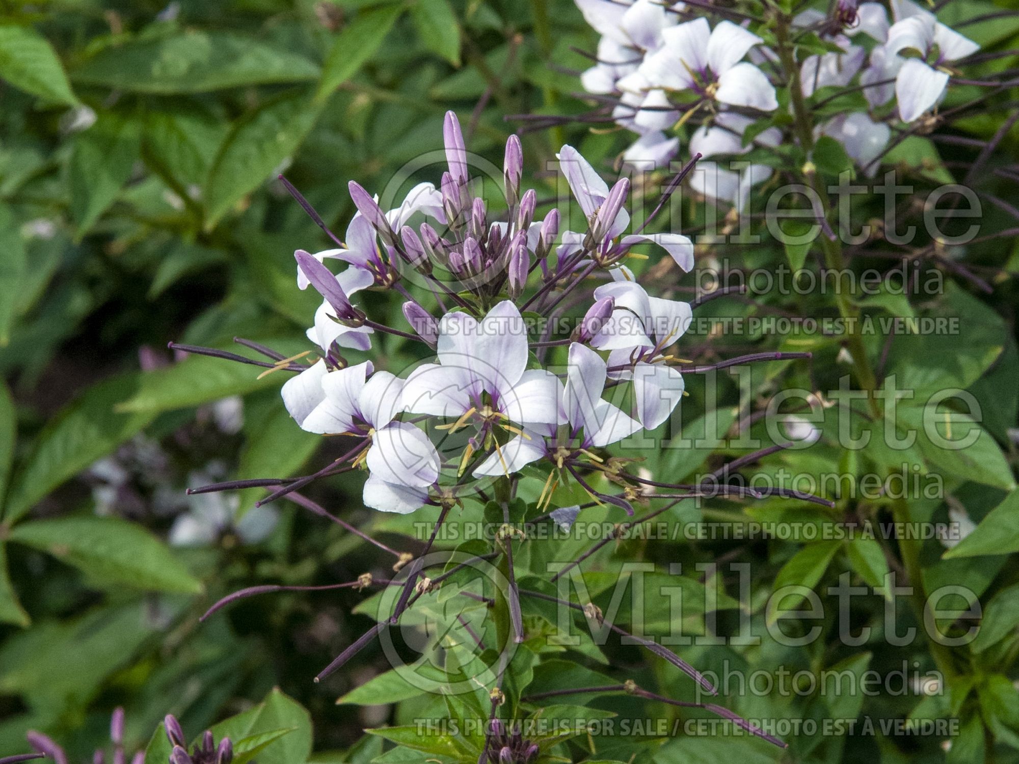 Cleome Senorita Blanca (Spider flowers) 3