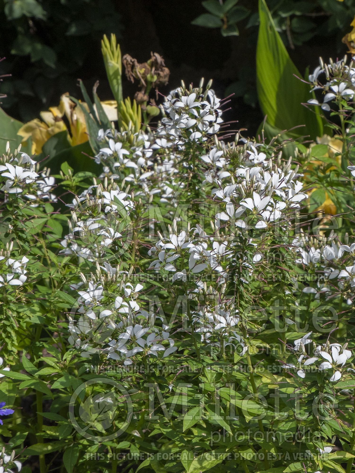 Cleome Senorita Blanca (Spider flowers) 2