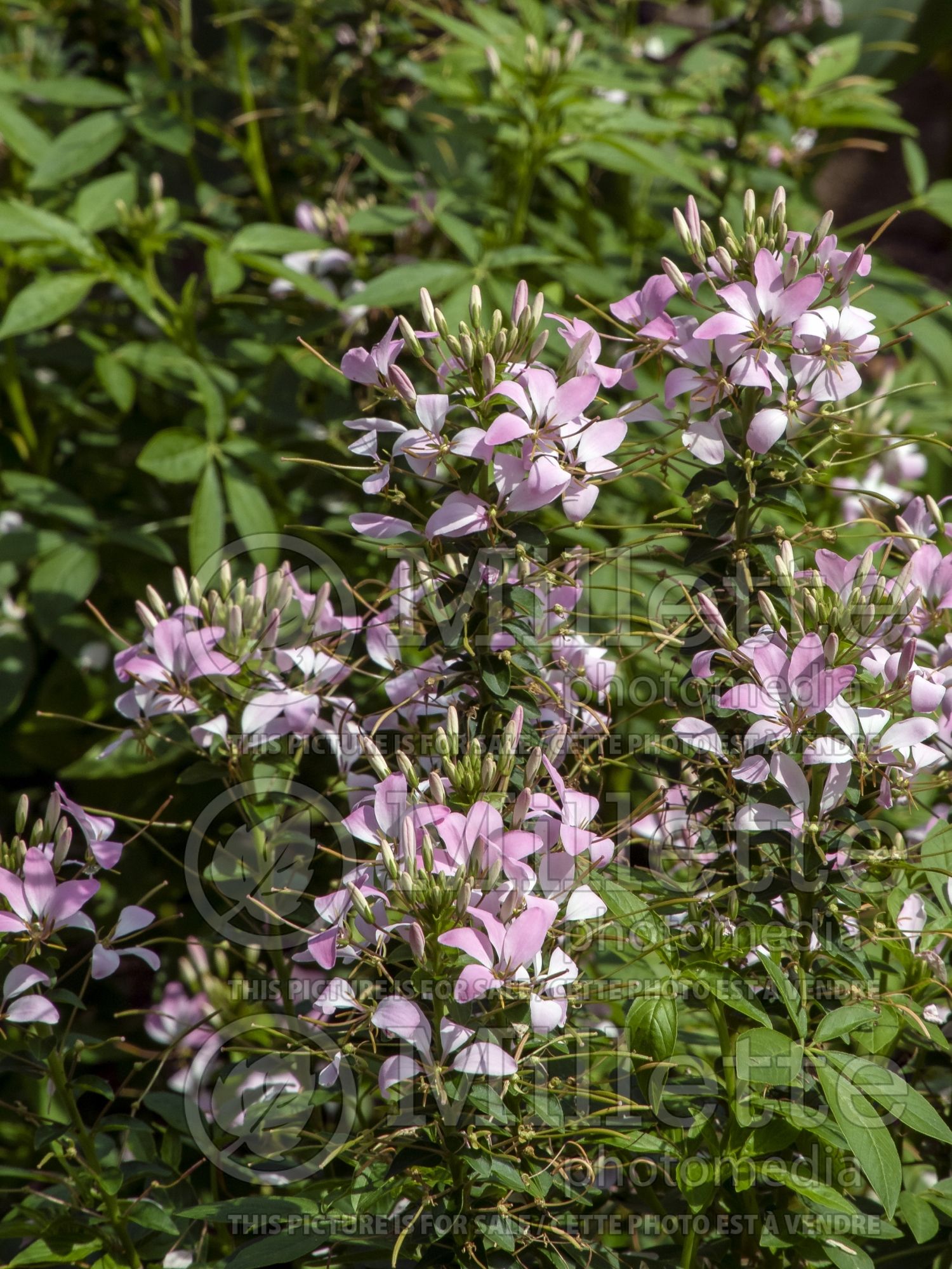 Cleome Senorita Mi Amor (Spider Flower) 1