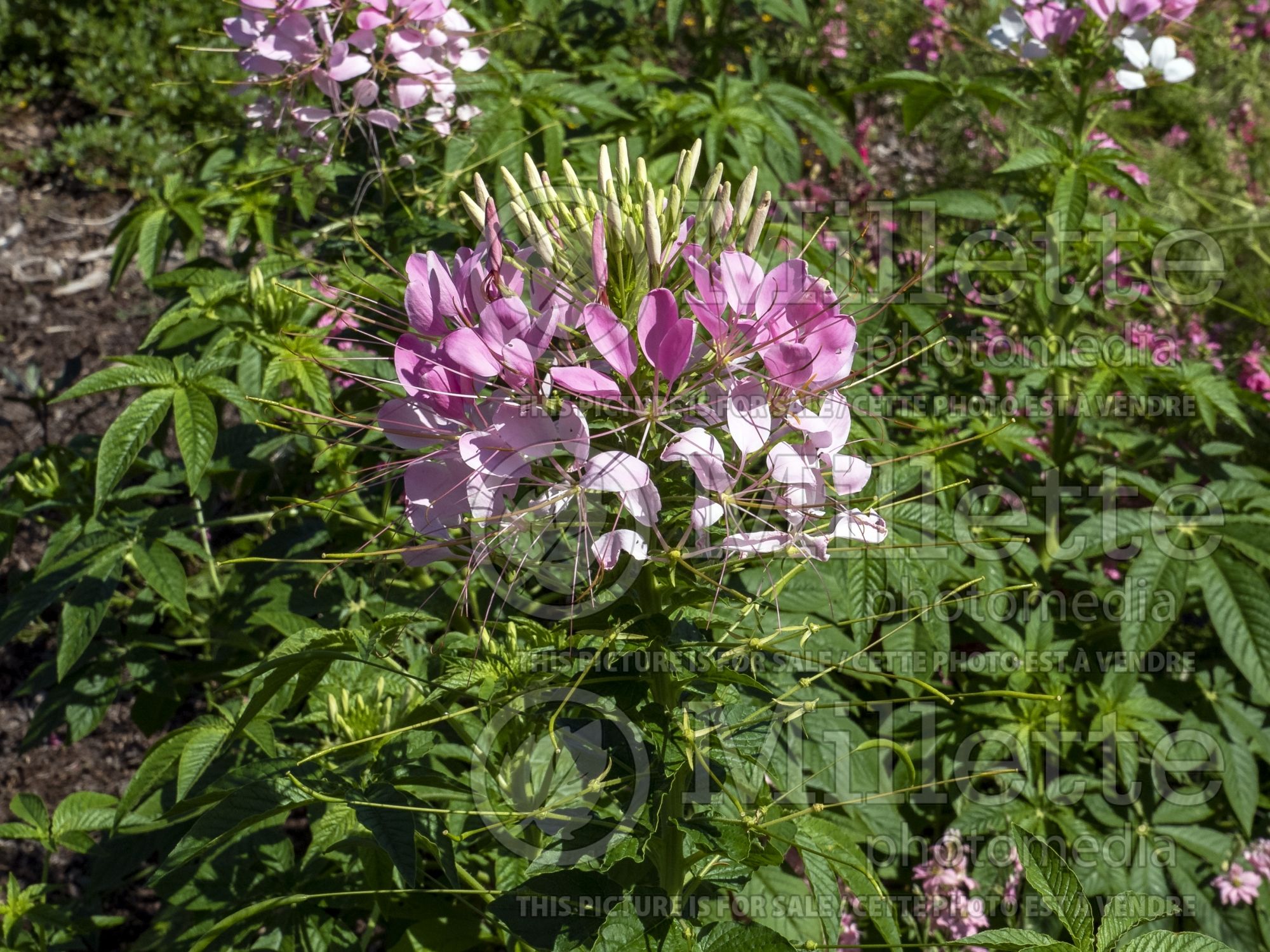Cleome Pink Queen (Spider Flower) 1