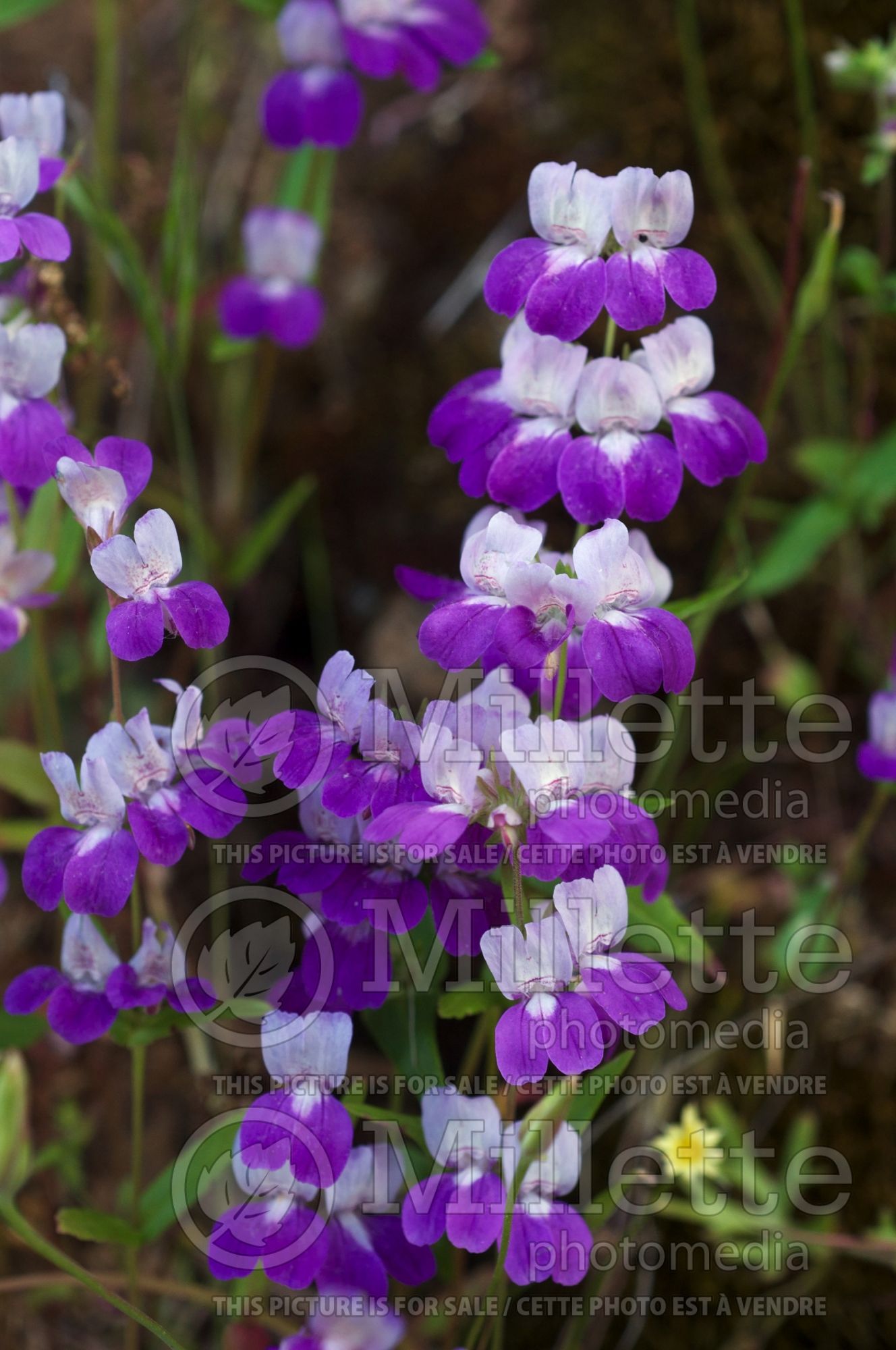 Collinsia heterophylla (Chinese houses or innocence) 1
