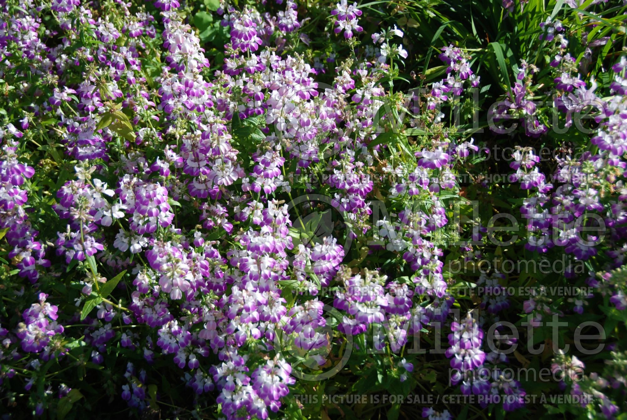 Collinsia heterophylla (Chinese houses or innocence) 2