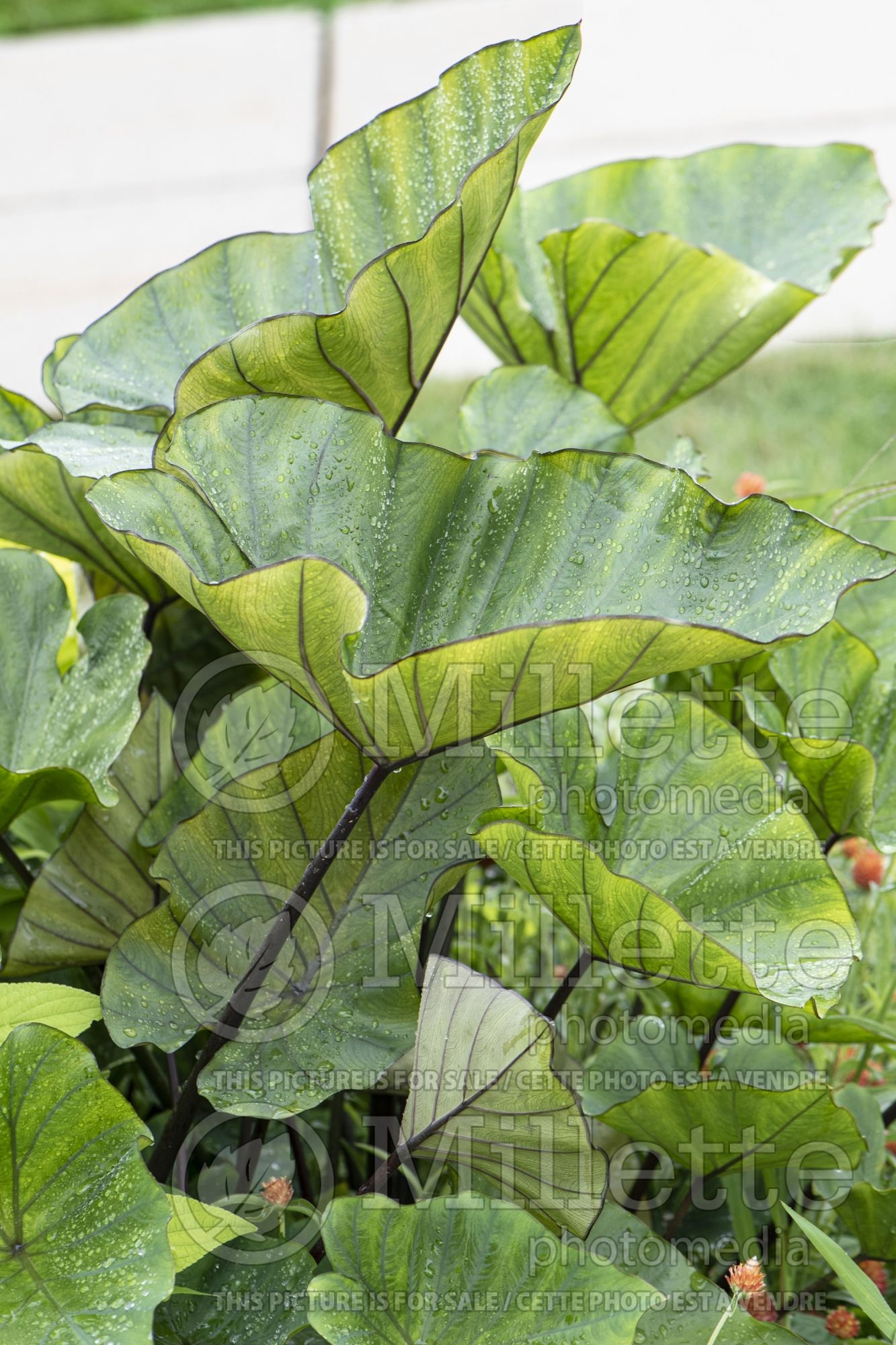 Colocasia Coffee Cups (Elephant Ear, Taro) 1