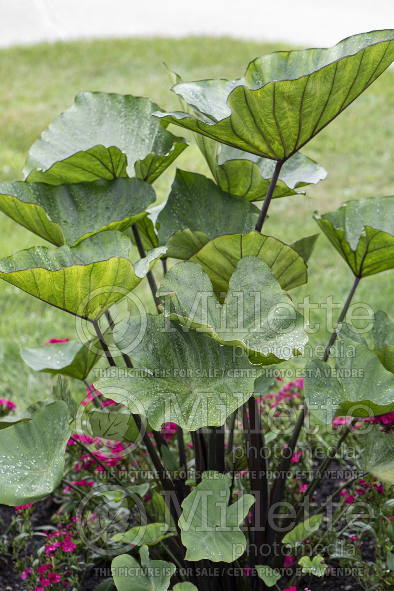 Colocasia Coffee Cups (Elephant Ear, Taro) 2