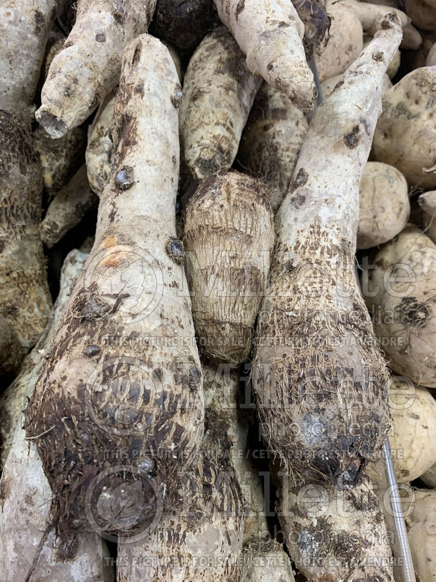 Colocasia esculenta (Elephant Ear, Taro, Malanga) 1