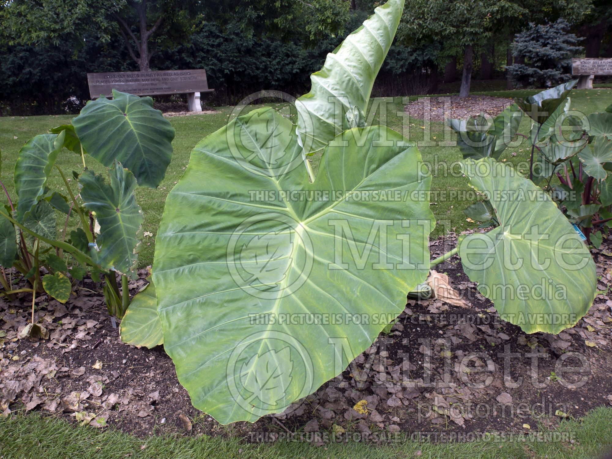 Colocasia Thailand Giant (Giant Elephant Ear) 2