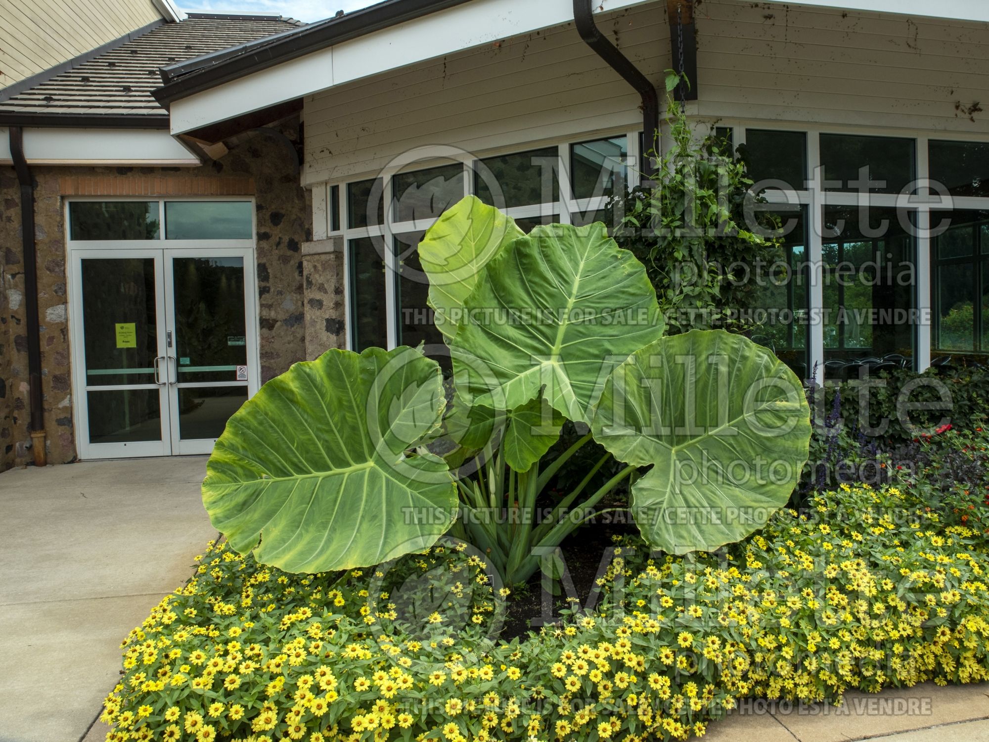 Colocasia Thailand Giant (Giant Elephant Ear) 3
