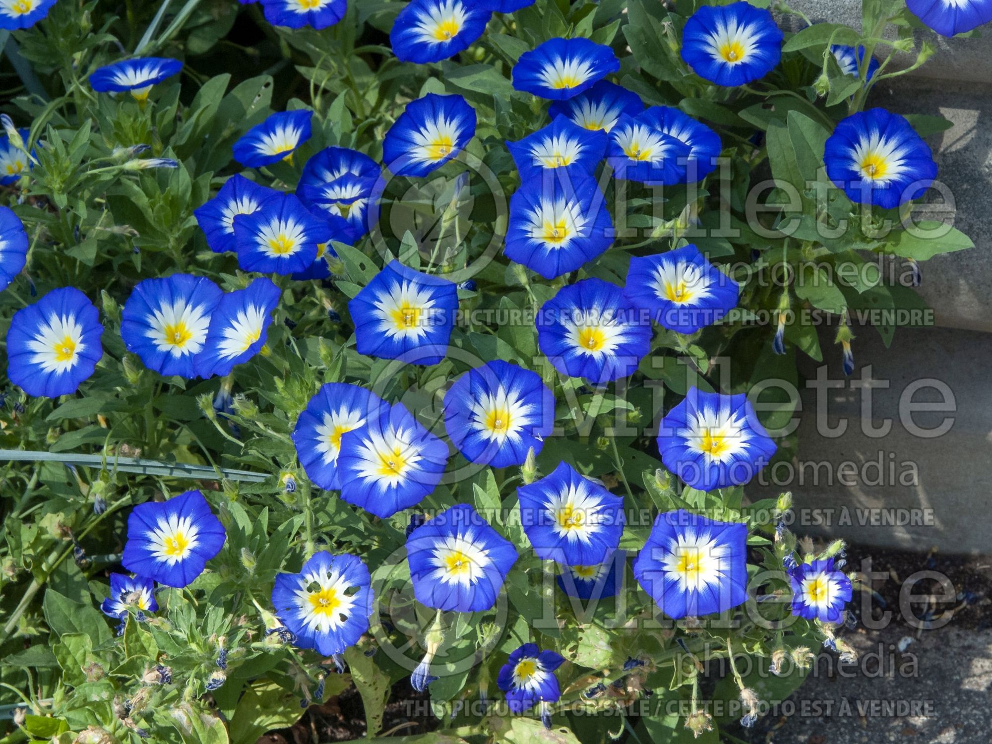 Convolvulus Royal Ensign Blue (Morning Glory) 1