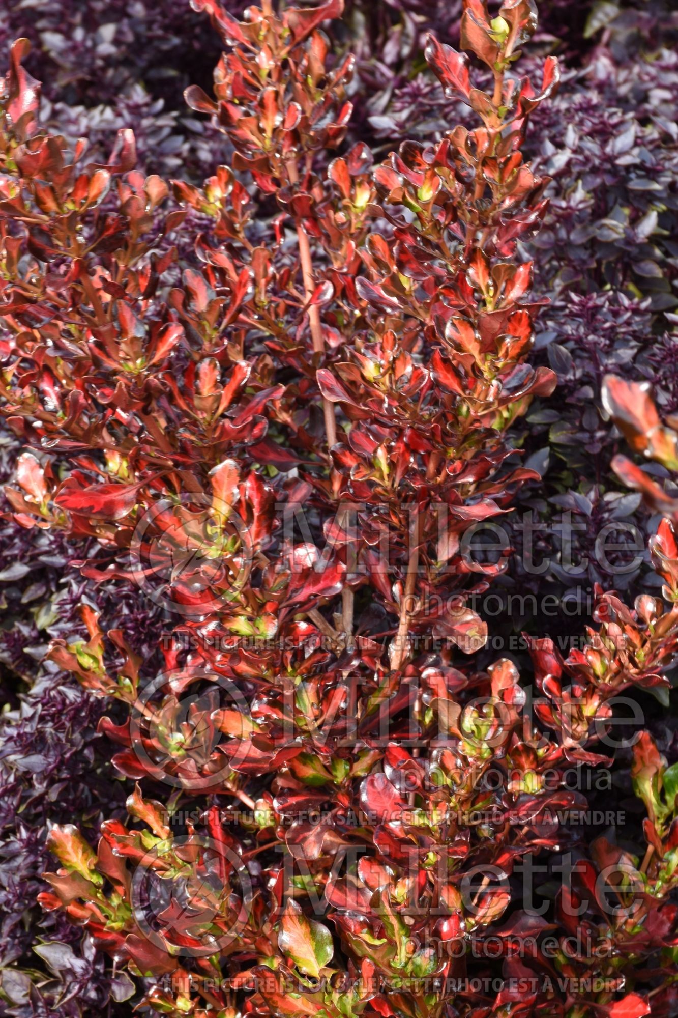 Coprosma Pacific Sunset (Coprosma) 2