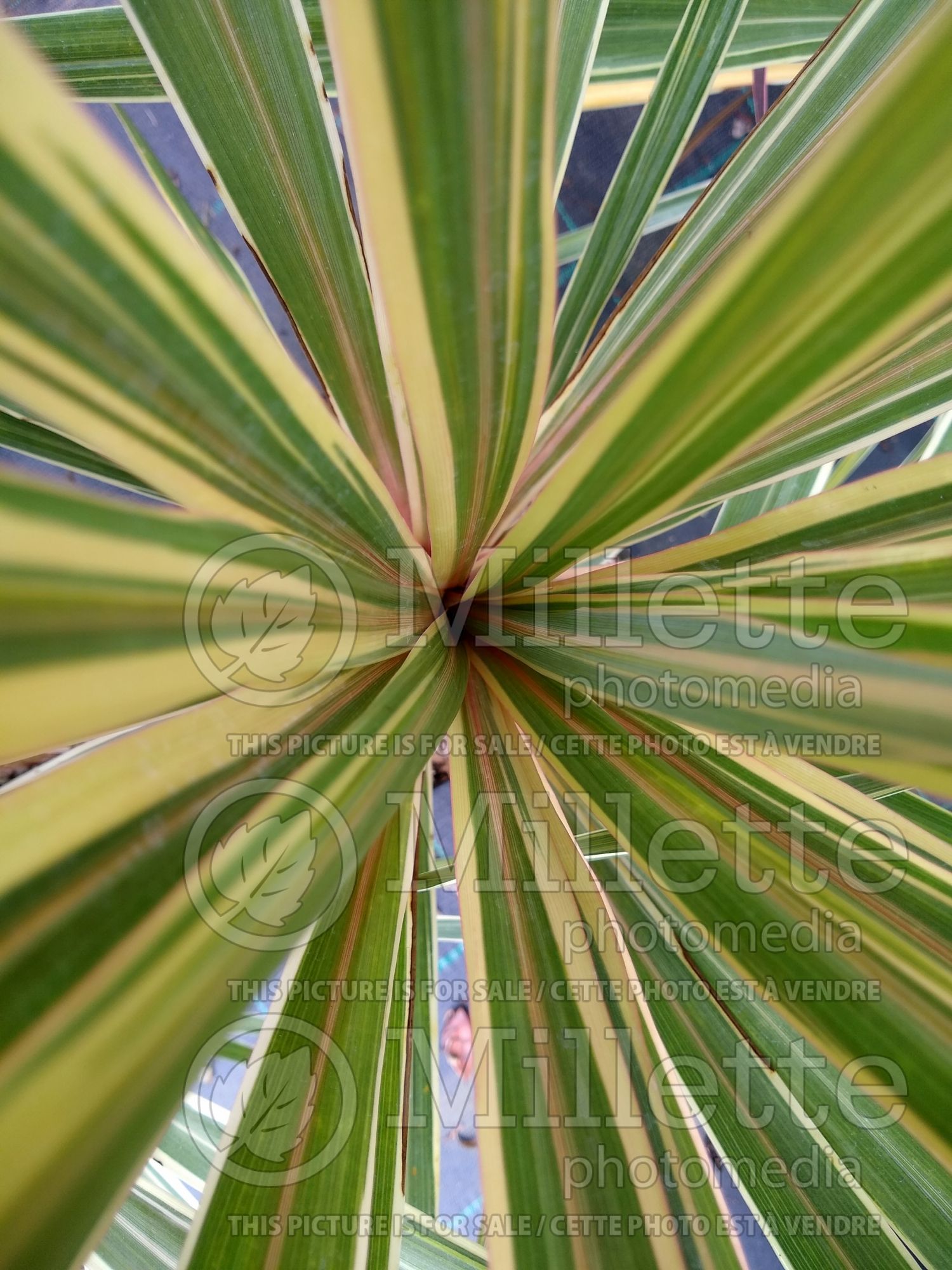 Cordyline Albertii (Grass Palm) 1