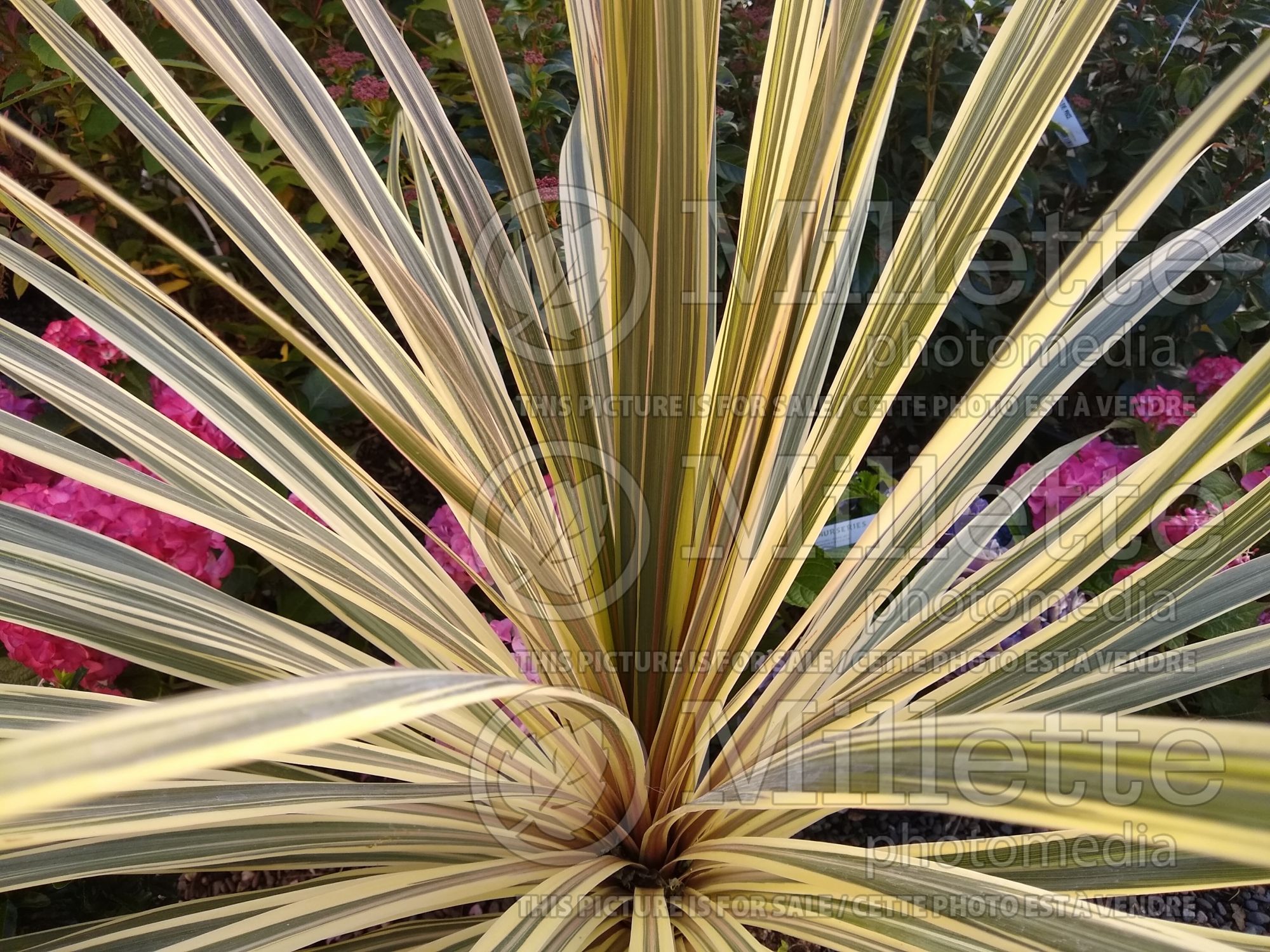 Cordyline Albertii (Grass Palm) 2