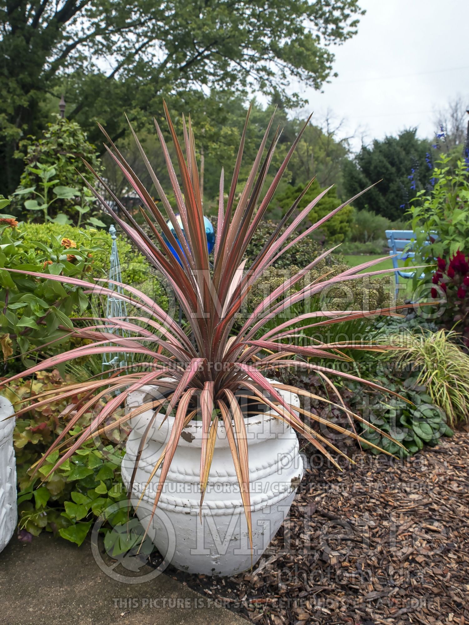 Cordyline Coral (False Dracaena) 3
