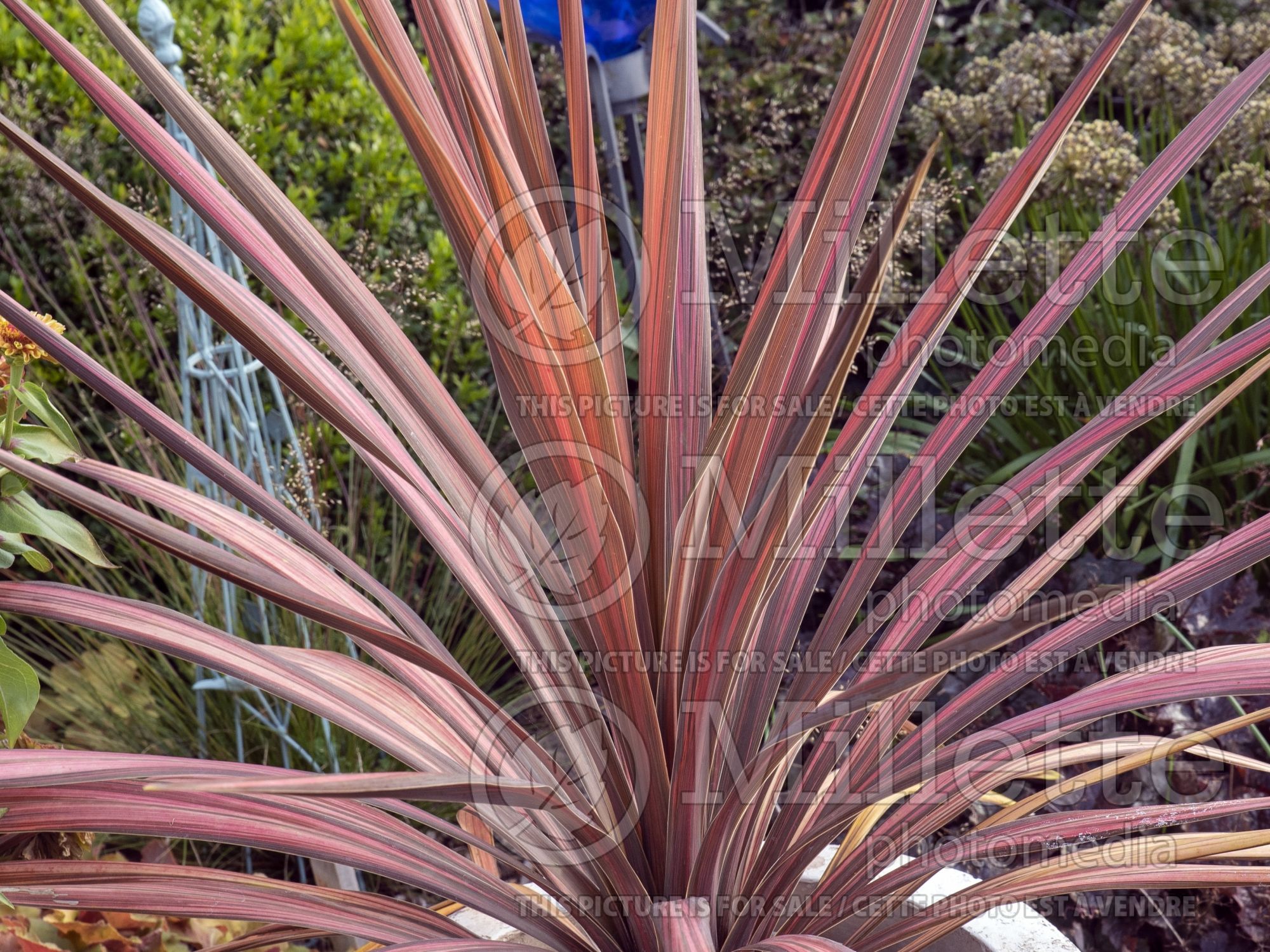 Cordyline Coral (False Dracaena) 4