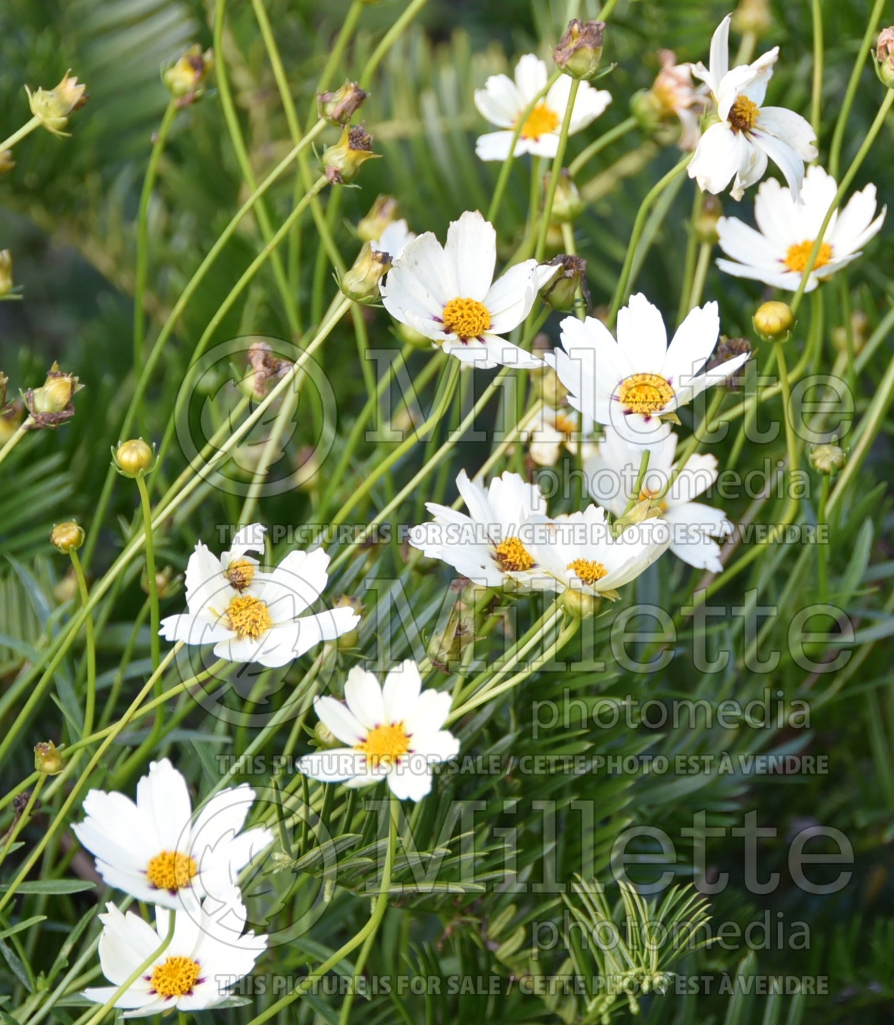 Coreopsis Big Bang Star Cluster (Tickseed) 5