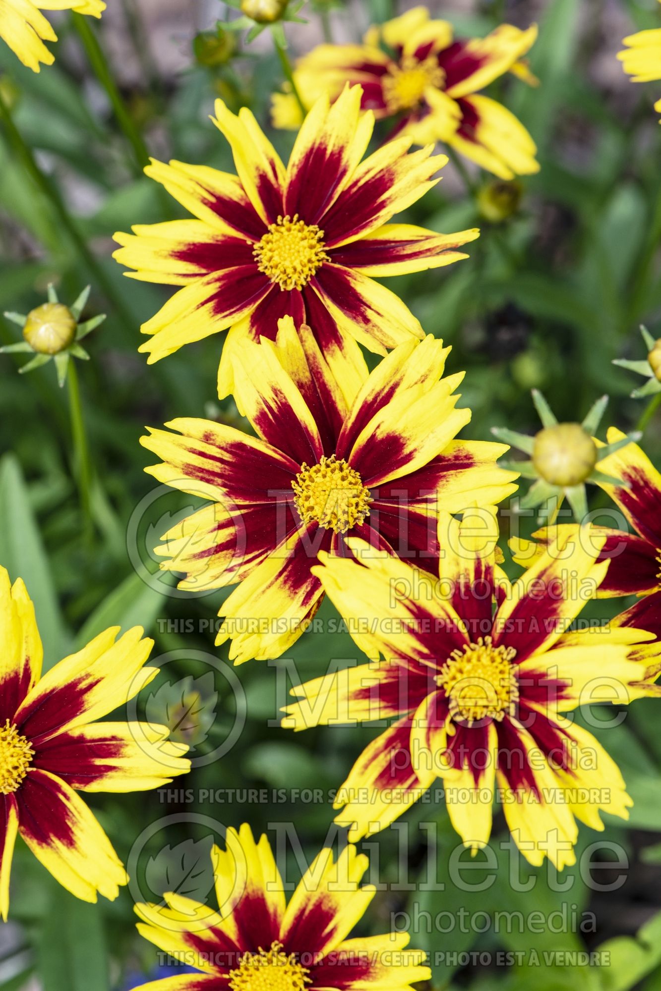 Coreopsis Golden Stardust (Tickseed) 1