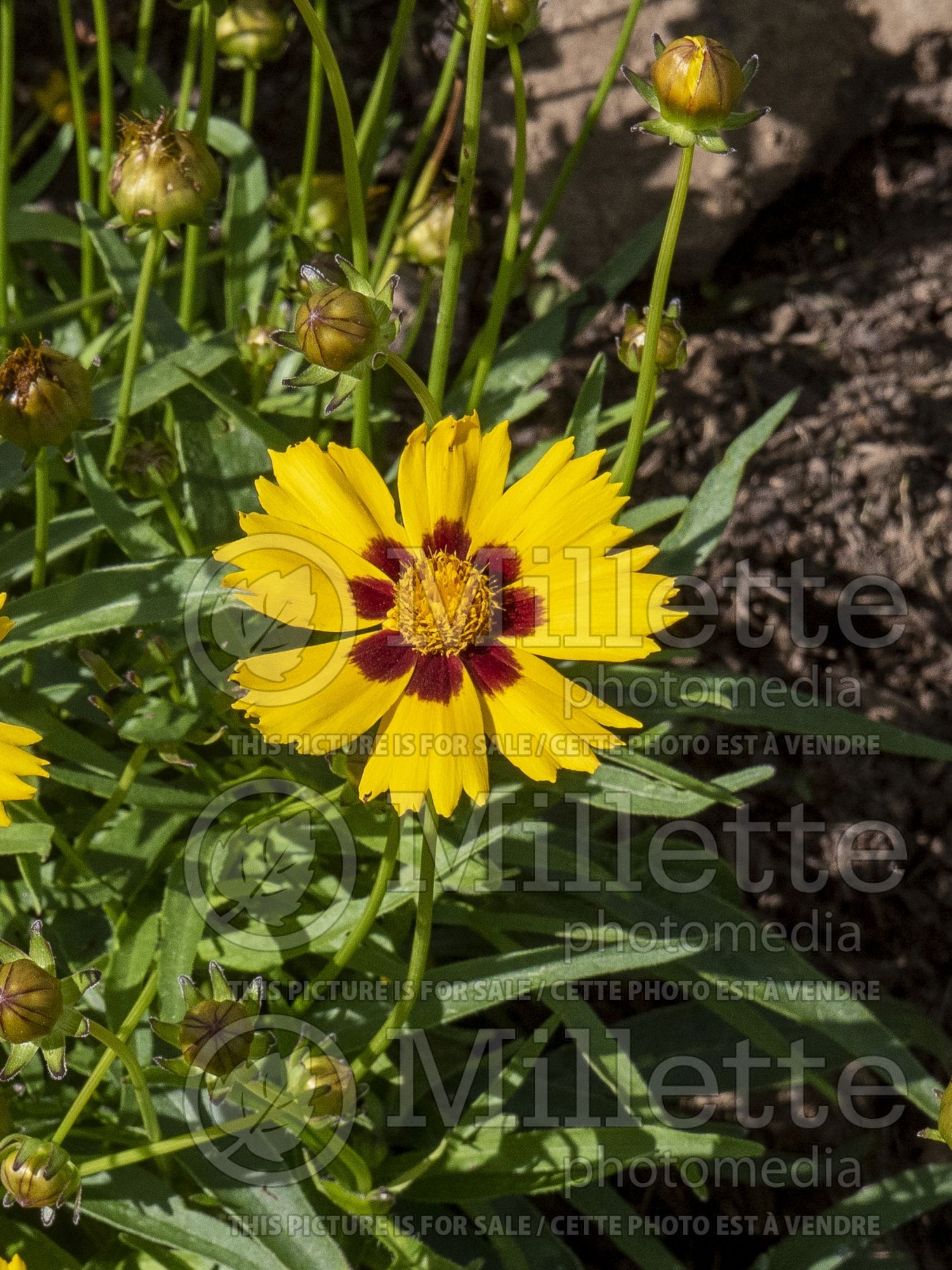 Coreopsis Sunkiss (Tickseed) 3