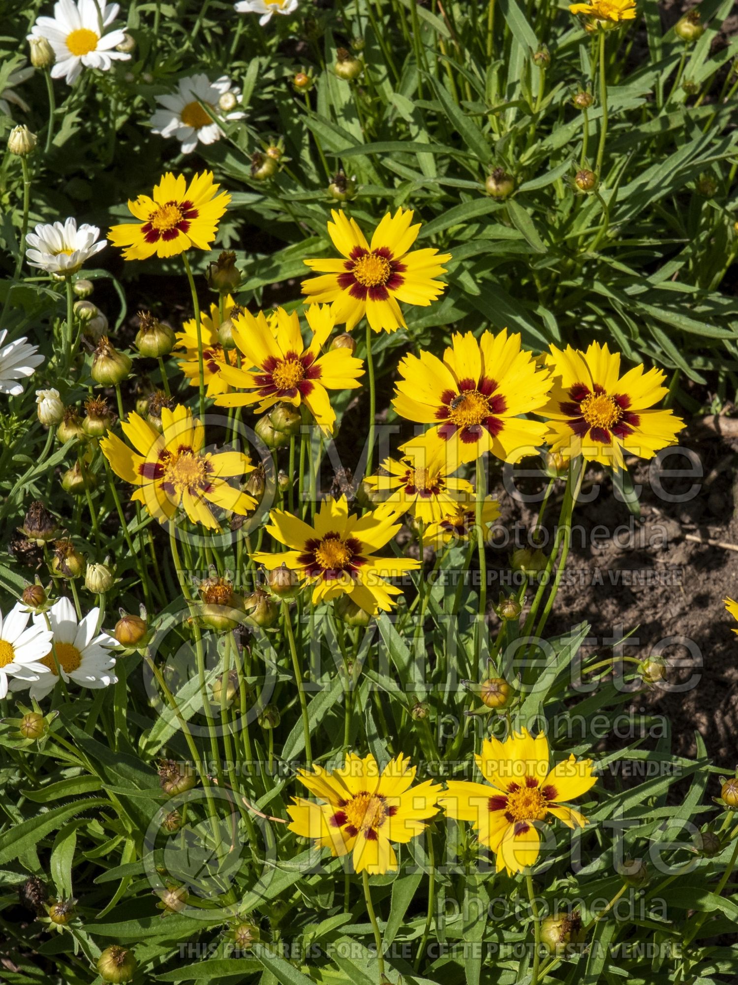 Coreopsis Sunkiss (Tickseed) 2