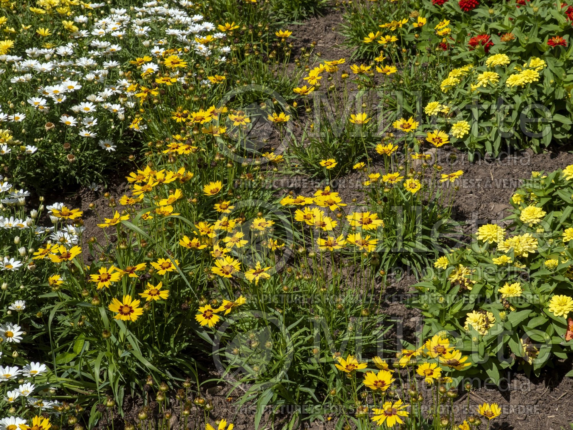 Coreopsis Sunkiss (Tickseed) 1