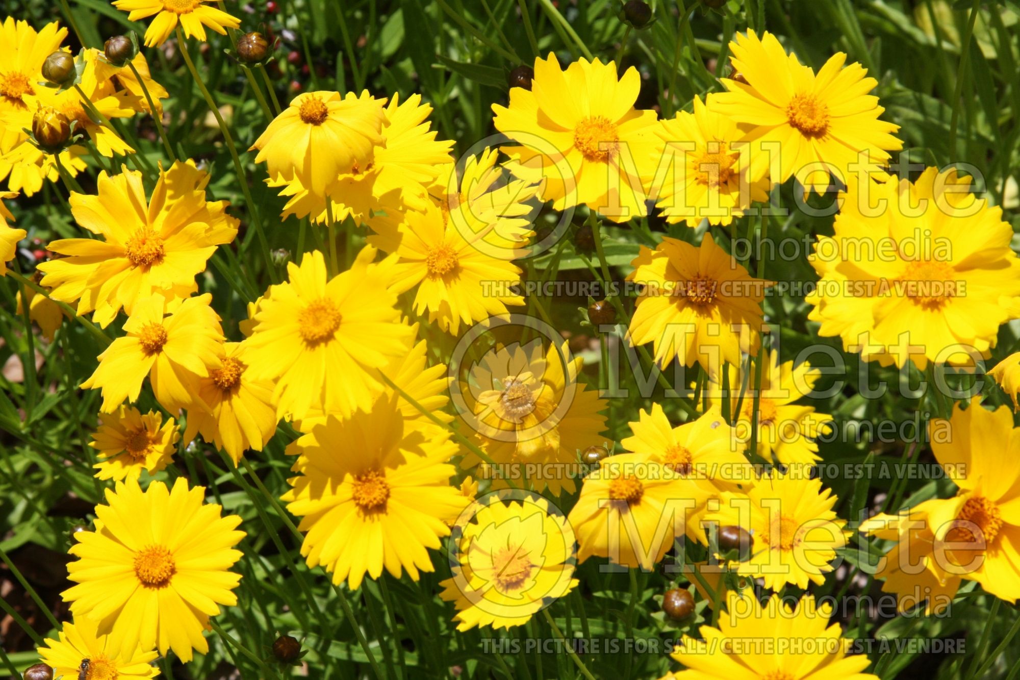 Coreopsis lanceolata (Tickseed) 1