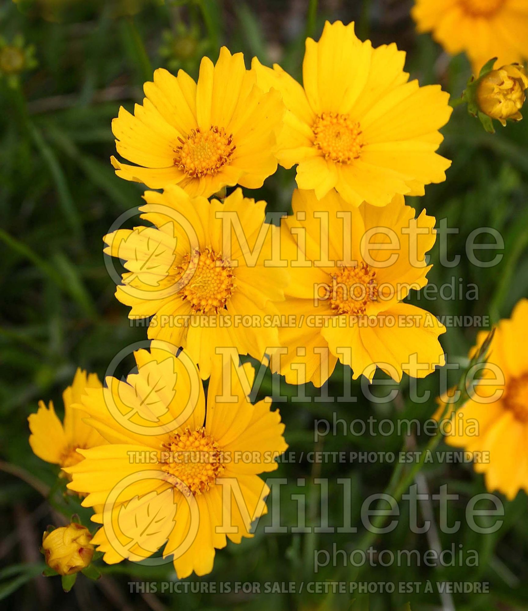 Coreopsis lanceolata (Tickseed) 2